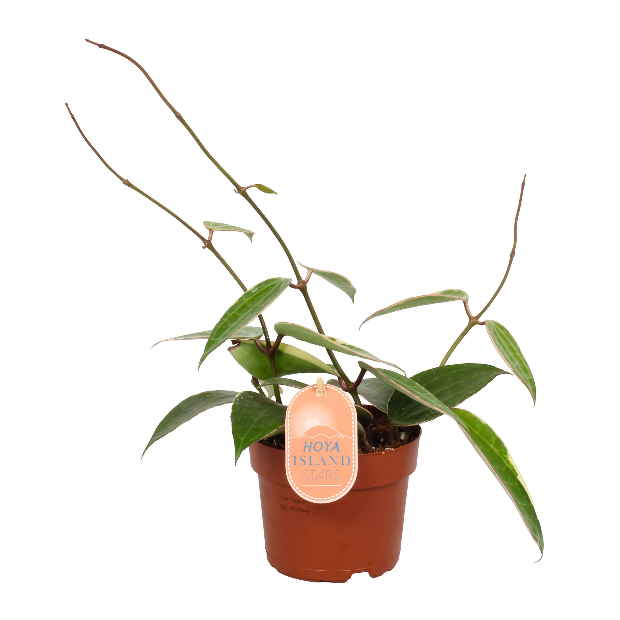 Hoya Albomarginata - Star of Bali 12cm, D 12 cm