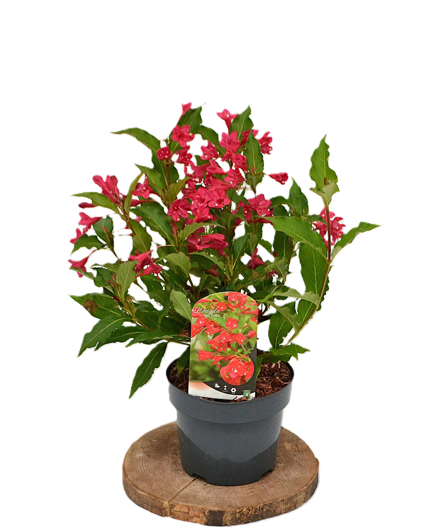 Weigela Red Prince C3, D 19