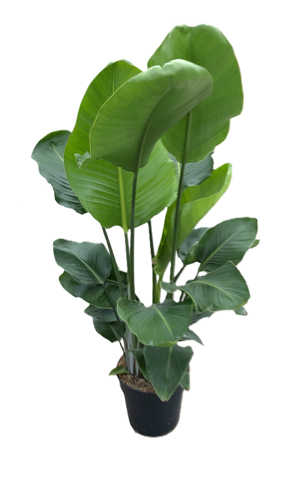 Strelitzia nicolaï p24 3pp 120-140cm, D 24