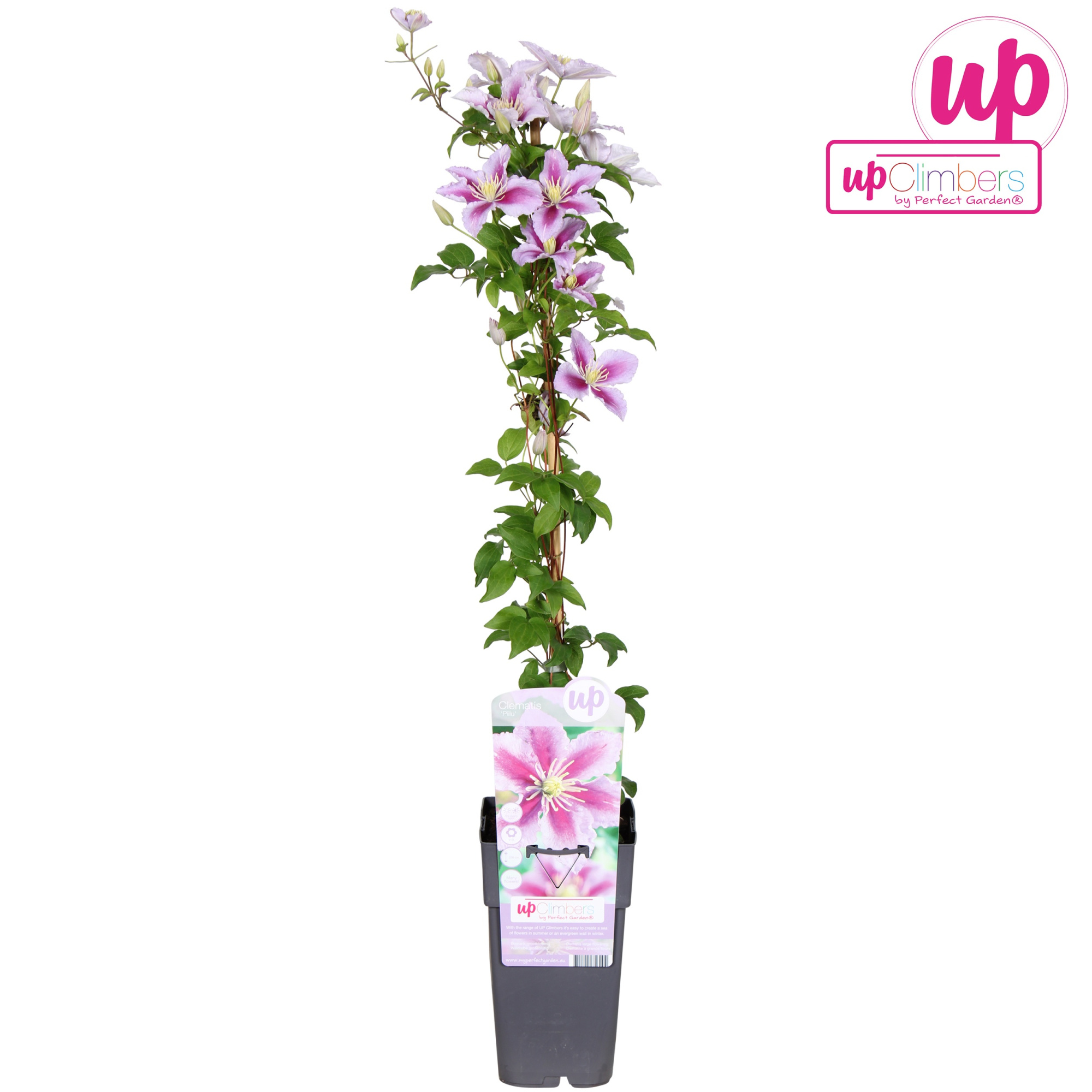 Clematis Piilu P15, D 15 cm