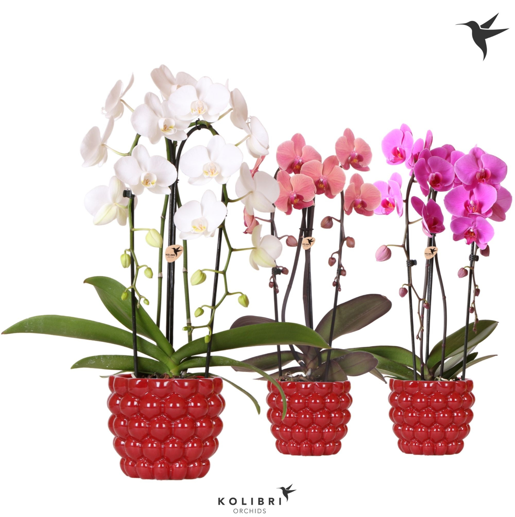 Kolibri Orchids Cascade Niagara Fall mix 2 spike in Berry pot, D 12 cm