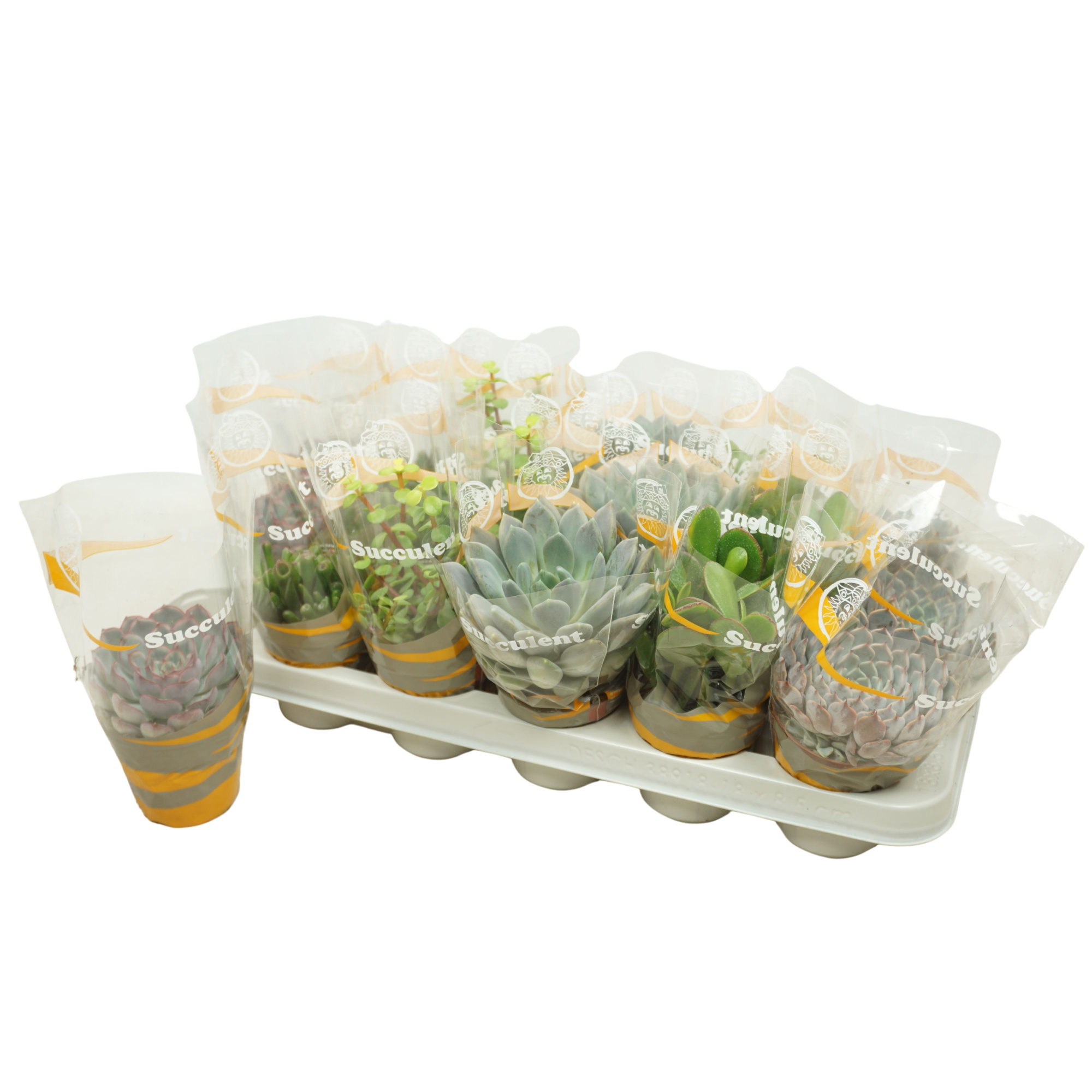 Succulenten mix 8,5 cm in succulent hoes, D 8,5