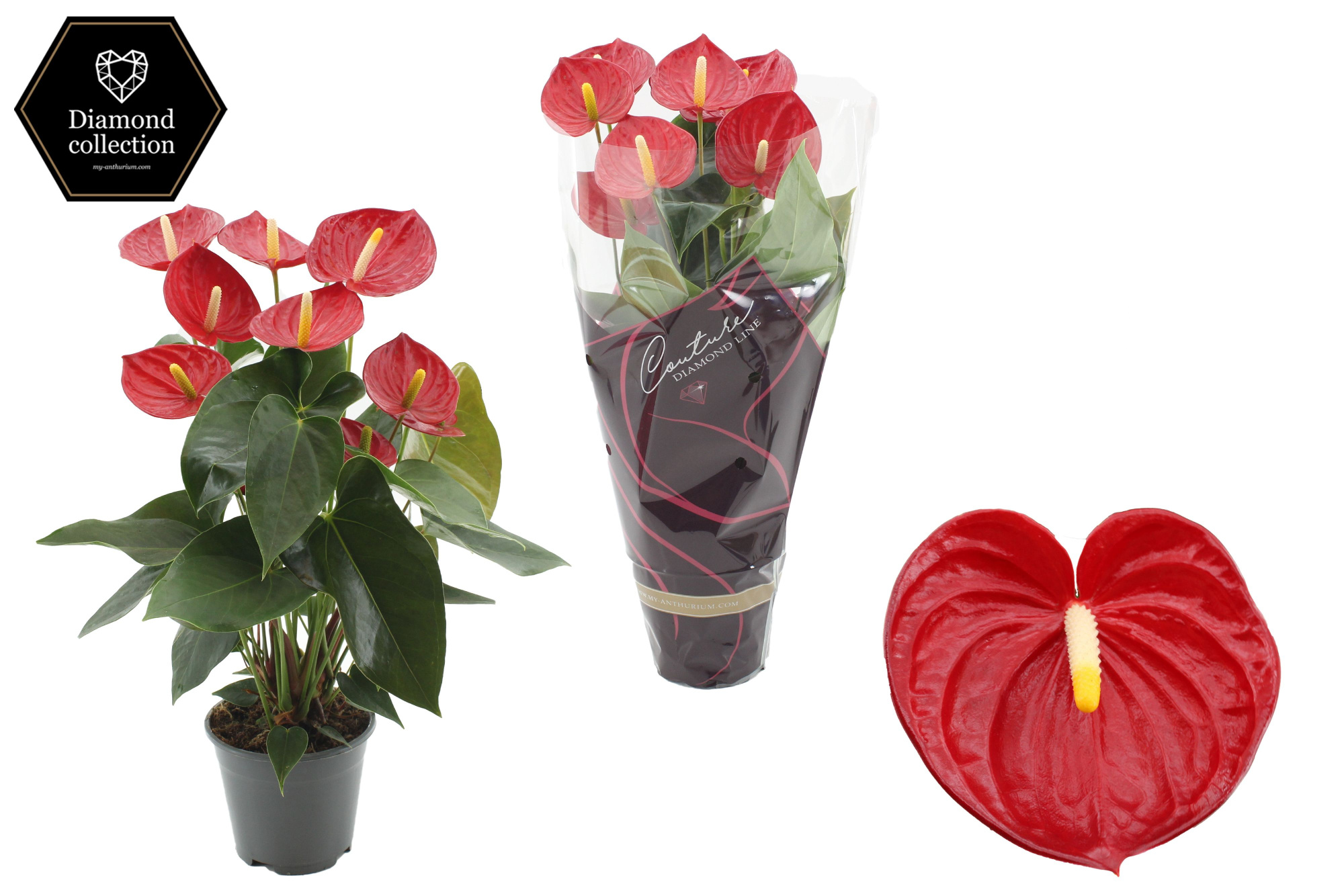 Anthurium Tremendo in Couture Diamond Line Purple sleeve, D 14 cm