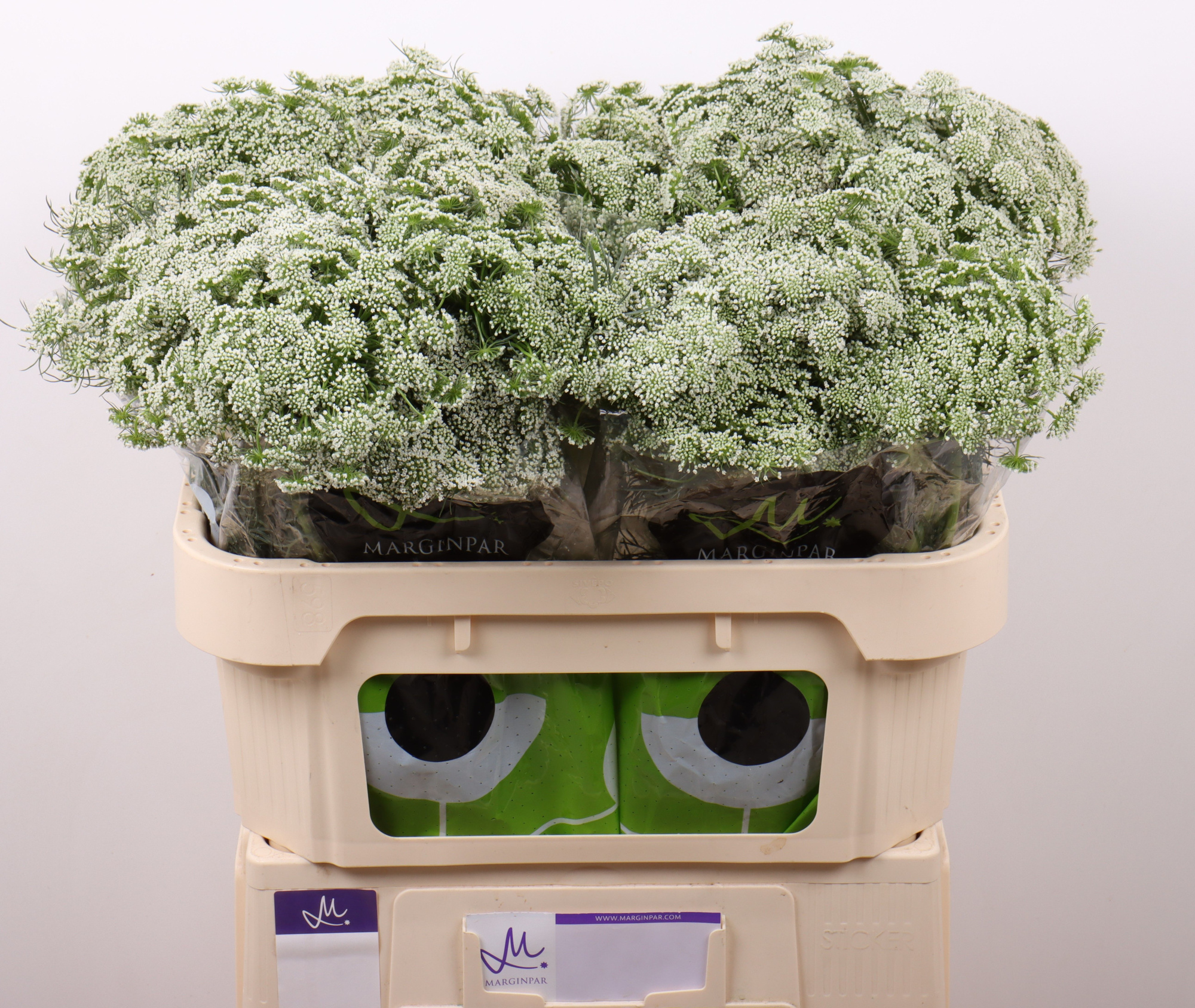 Амми Виснага Касабланка 70 (бел.), шт.