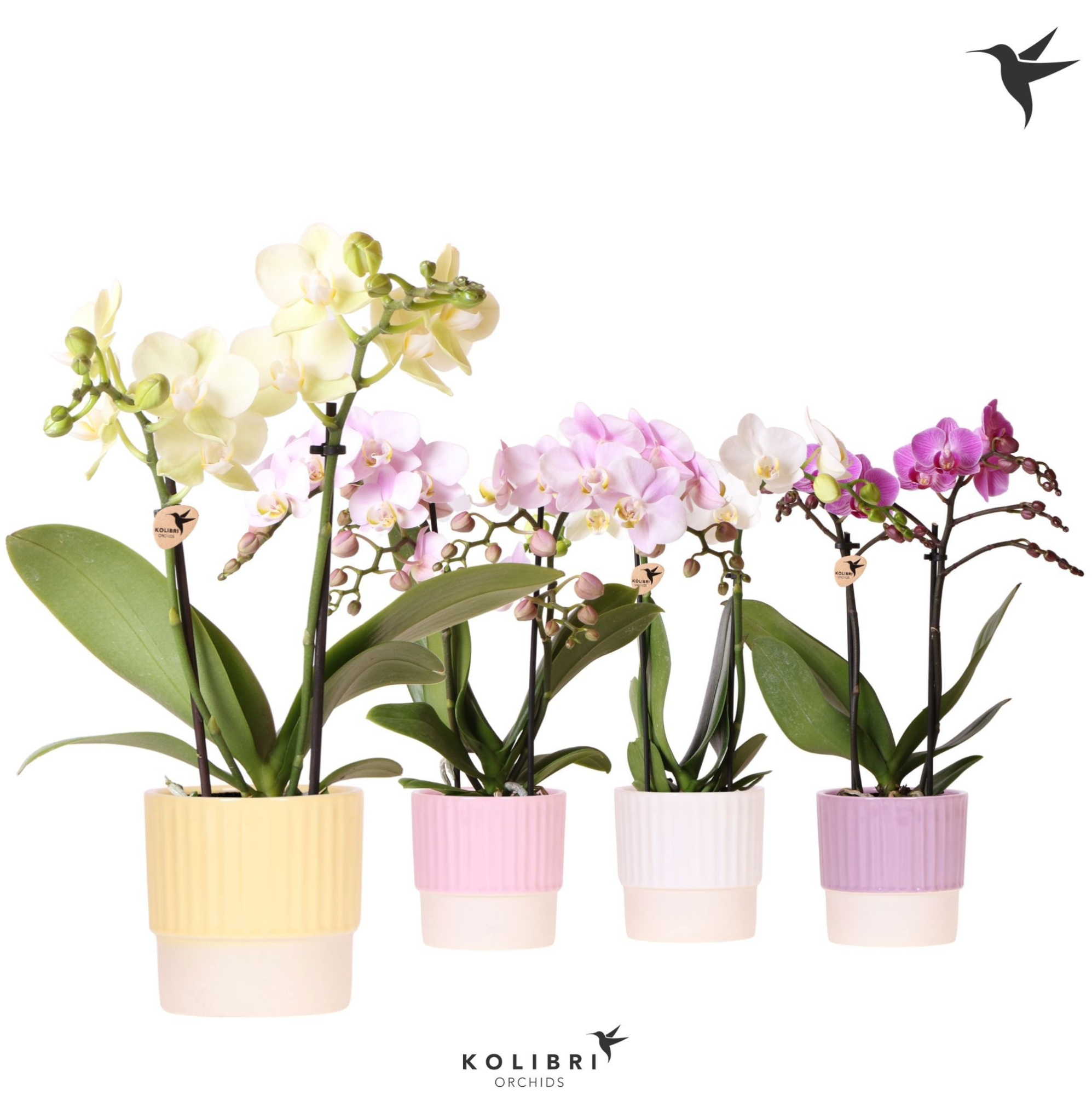 Kolibri Orchids Phalaenopsis mix 2 spike in Butter pot mix, D 9 cm