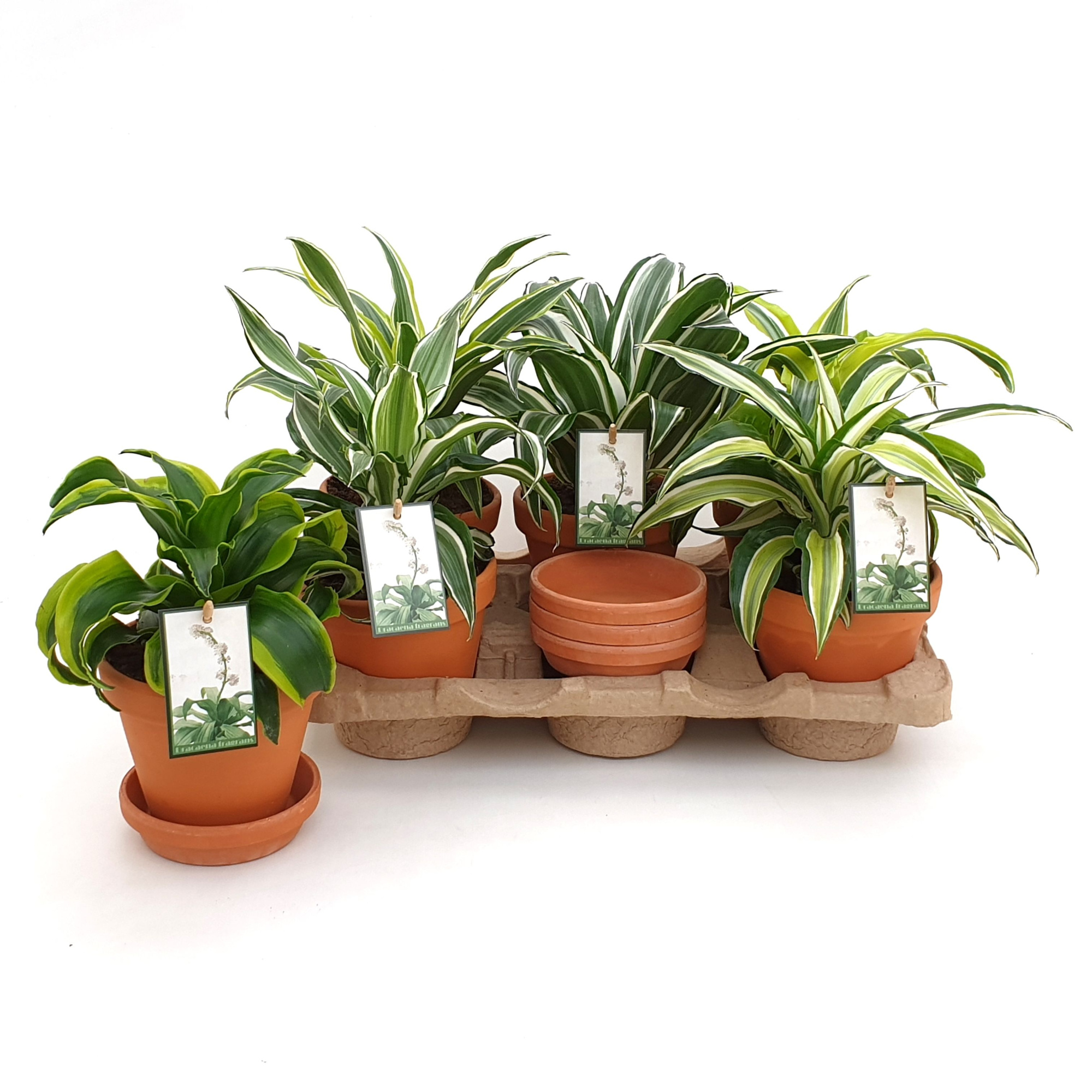 Dracaena Dragonmix Terra Cotta + schotel EcoExpert met luxe etiket, D 13 cm