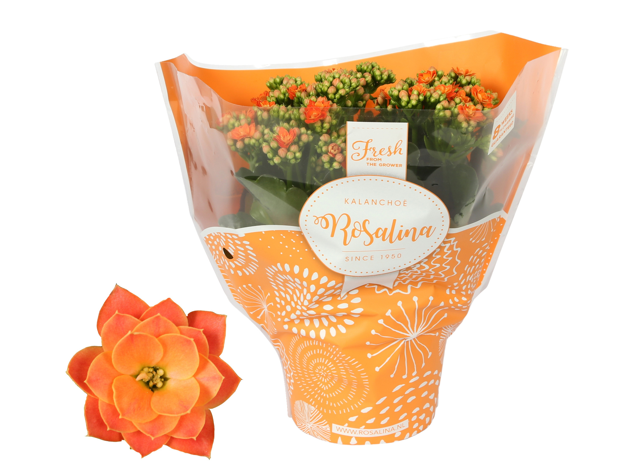 Kalanchoe Rosalina 15cm TST Don Pedro, Oranje hoes, D 15 cm