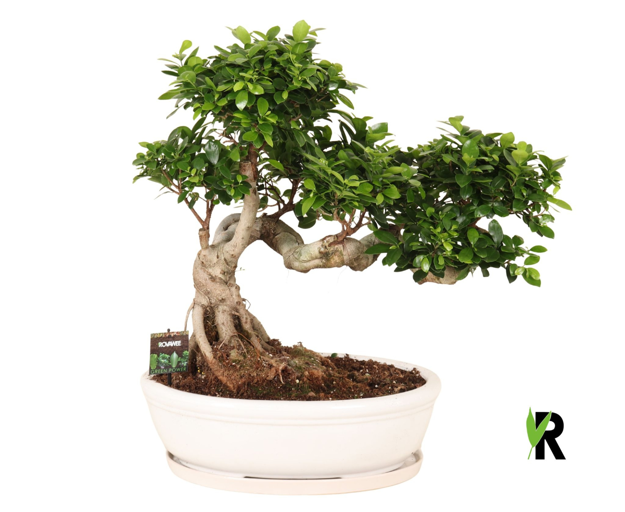 Ficus micr. Snake type in keramiek ovaal schaal + schotel wit, D 50 cm