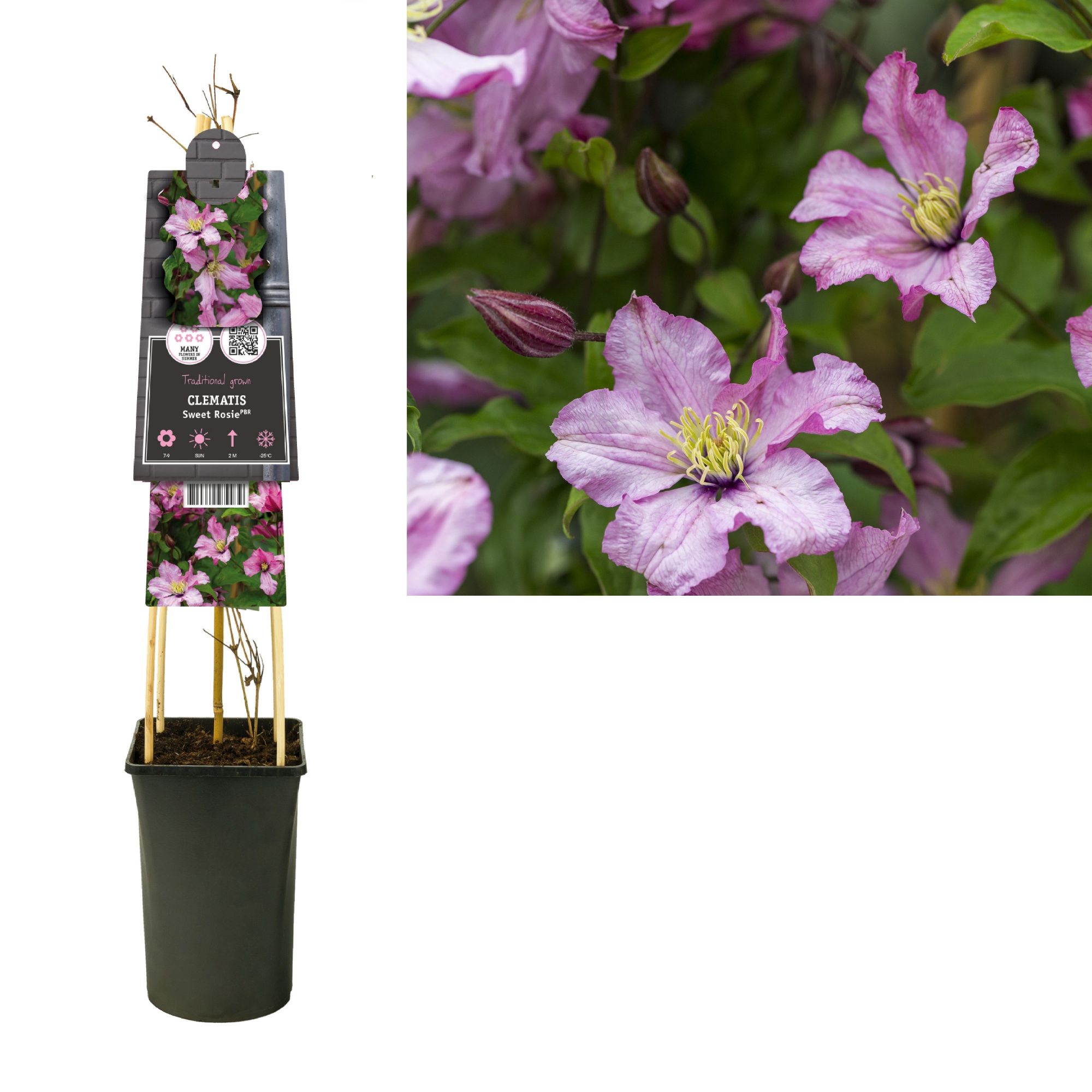 Clematis Sweet Rosie PBR +3.0 label, D 17
