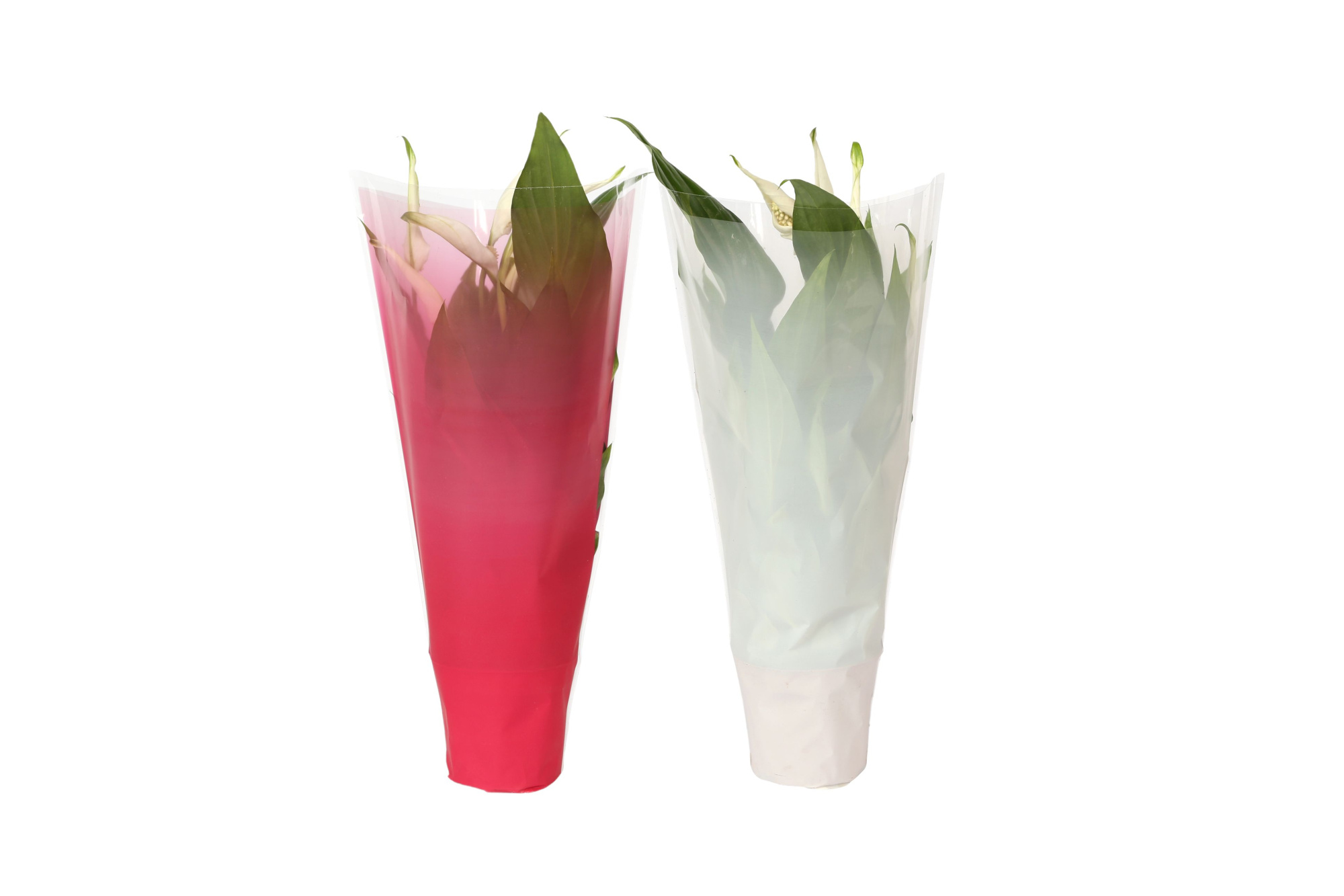 KP-794.2 - Spathiphyllum 9cm In gekleurde hoes, kerstmix, D 9