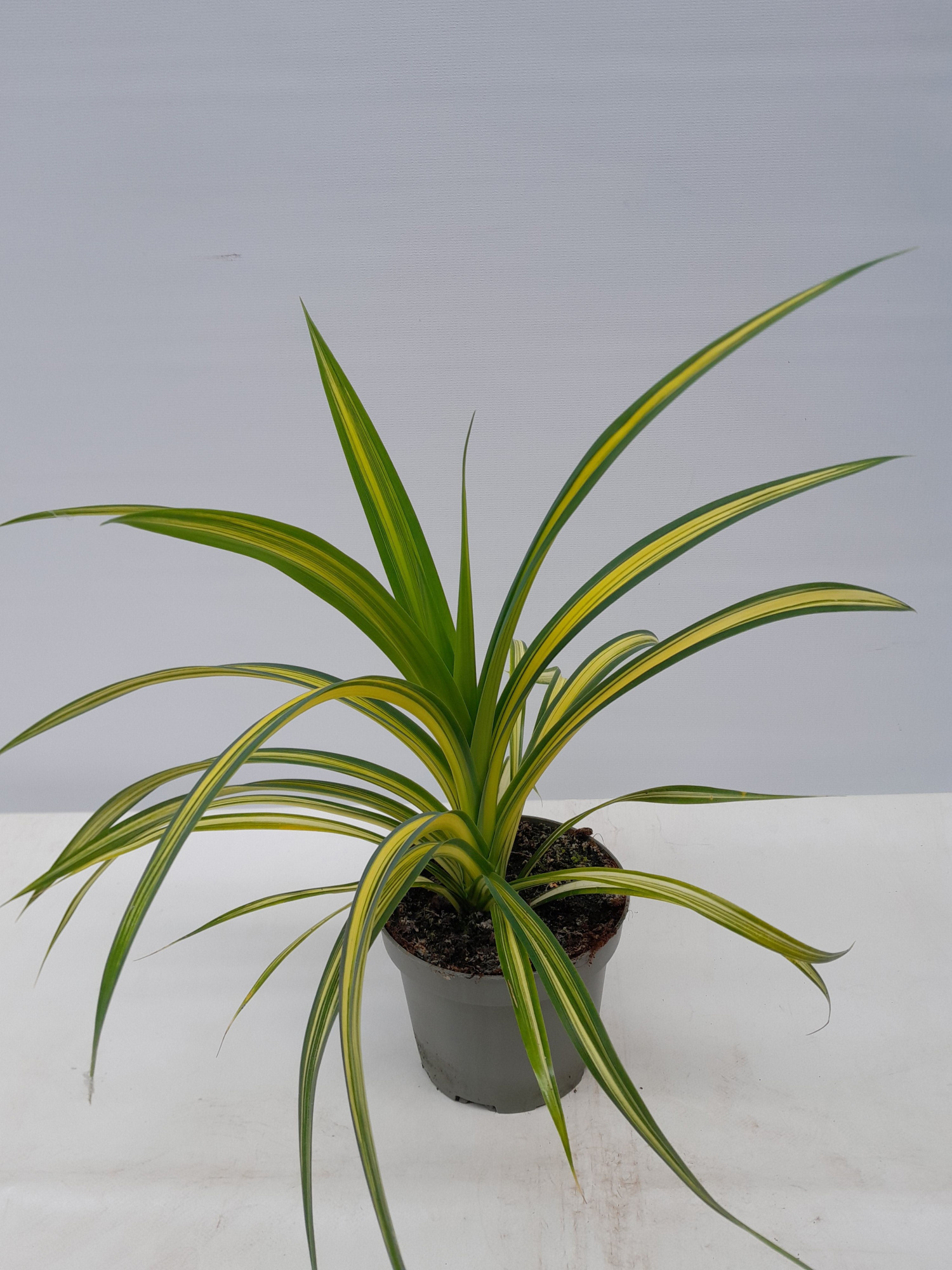 PANDANUS VEITCHII, D 12