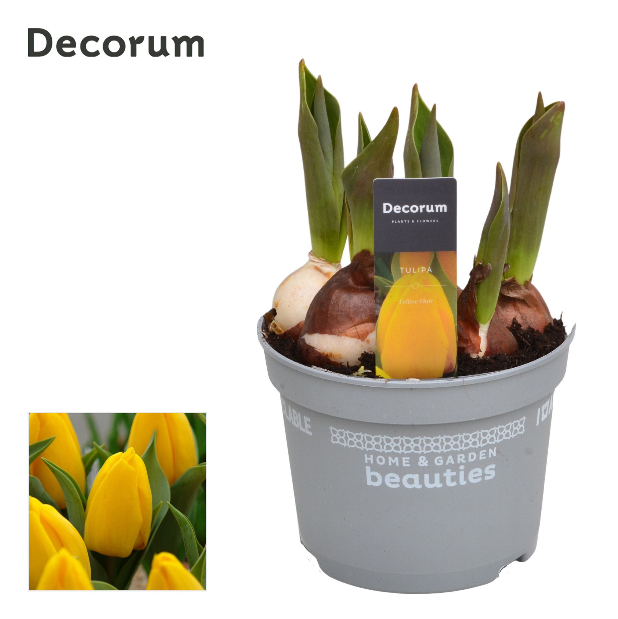Tulp Yellow Flair, D 12