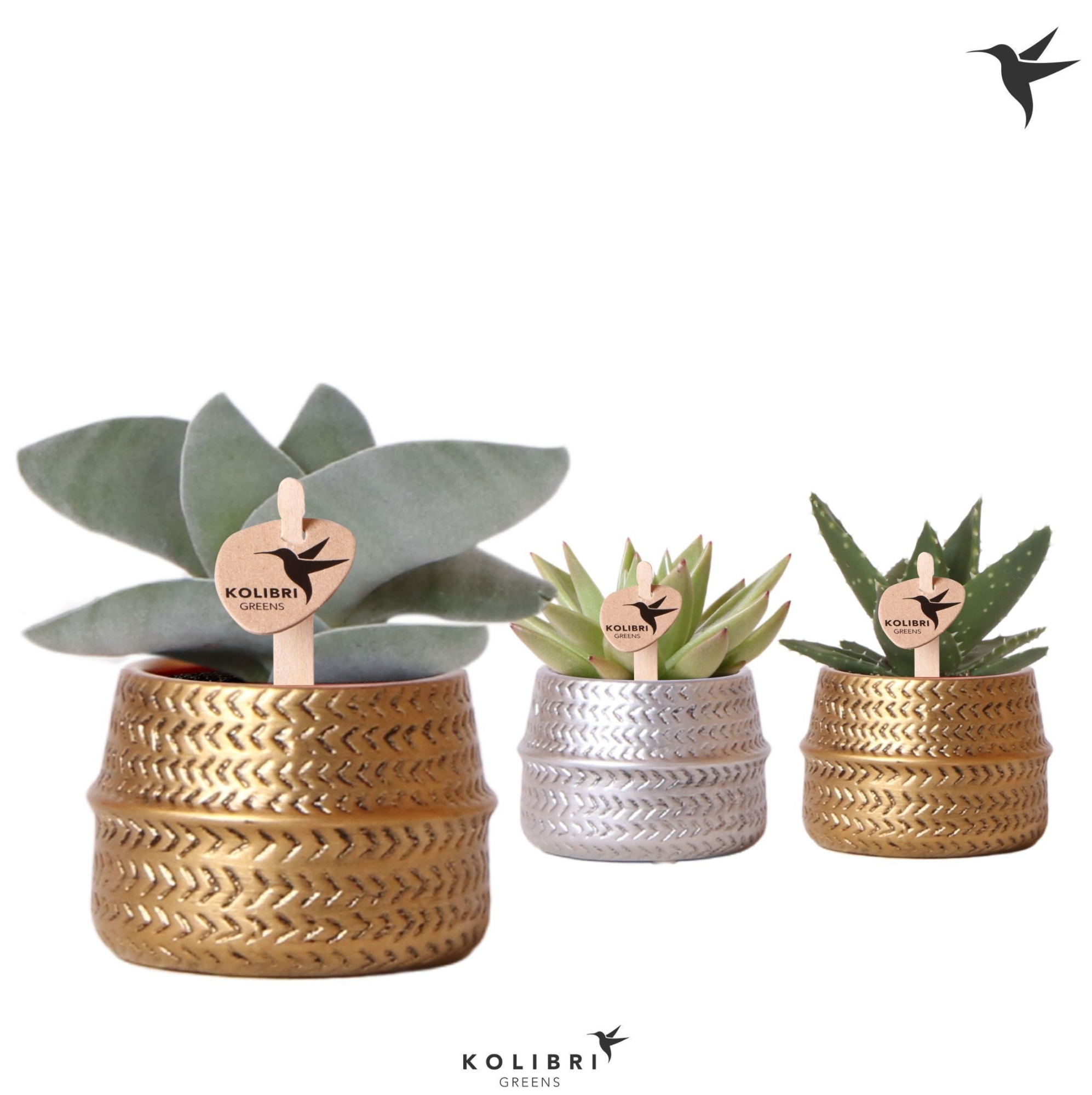 Kolibri Greens Succulenten mix in Groove pot mix, D 6 cm