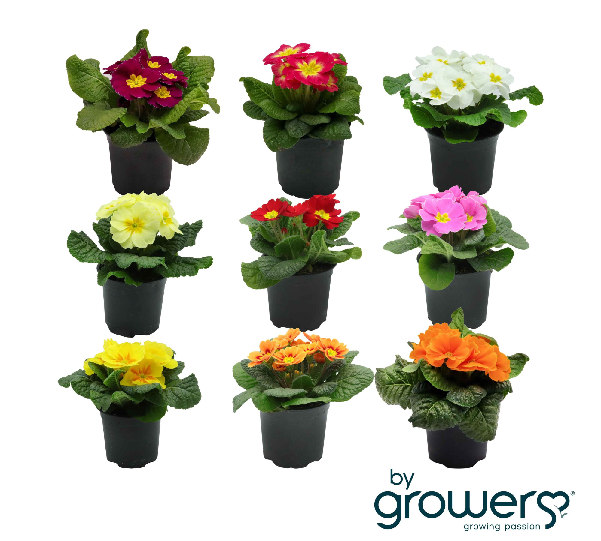 PRIMULA VULGARIS-HYBRID 'Mix', D 11