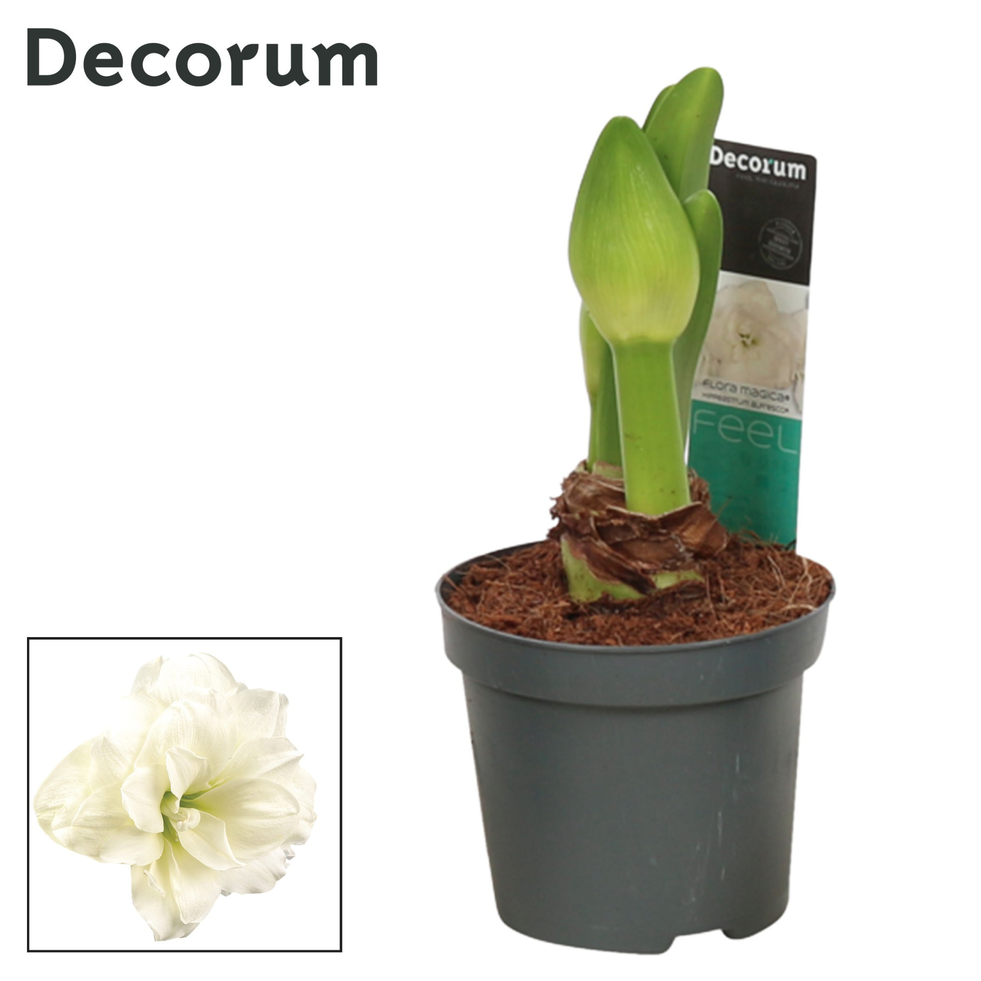 Amaryllis Kolibri Alfresco 2 Knop (Decorum), D 9 cm