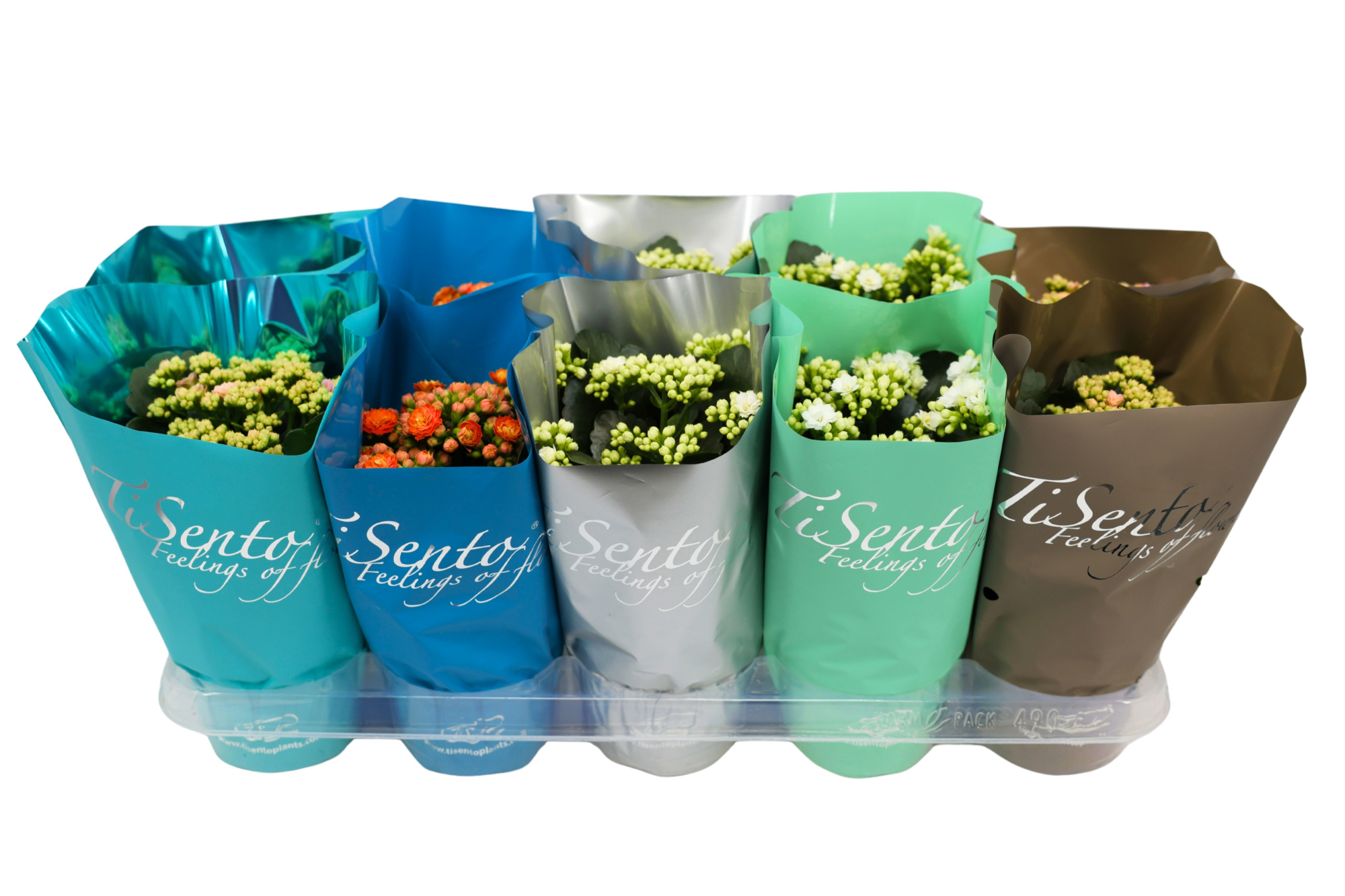 Calandiva 12 cm - Januari Mix 2, D 12