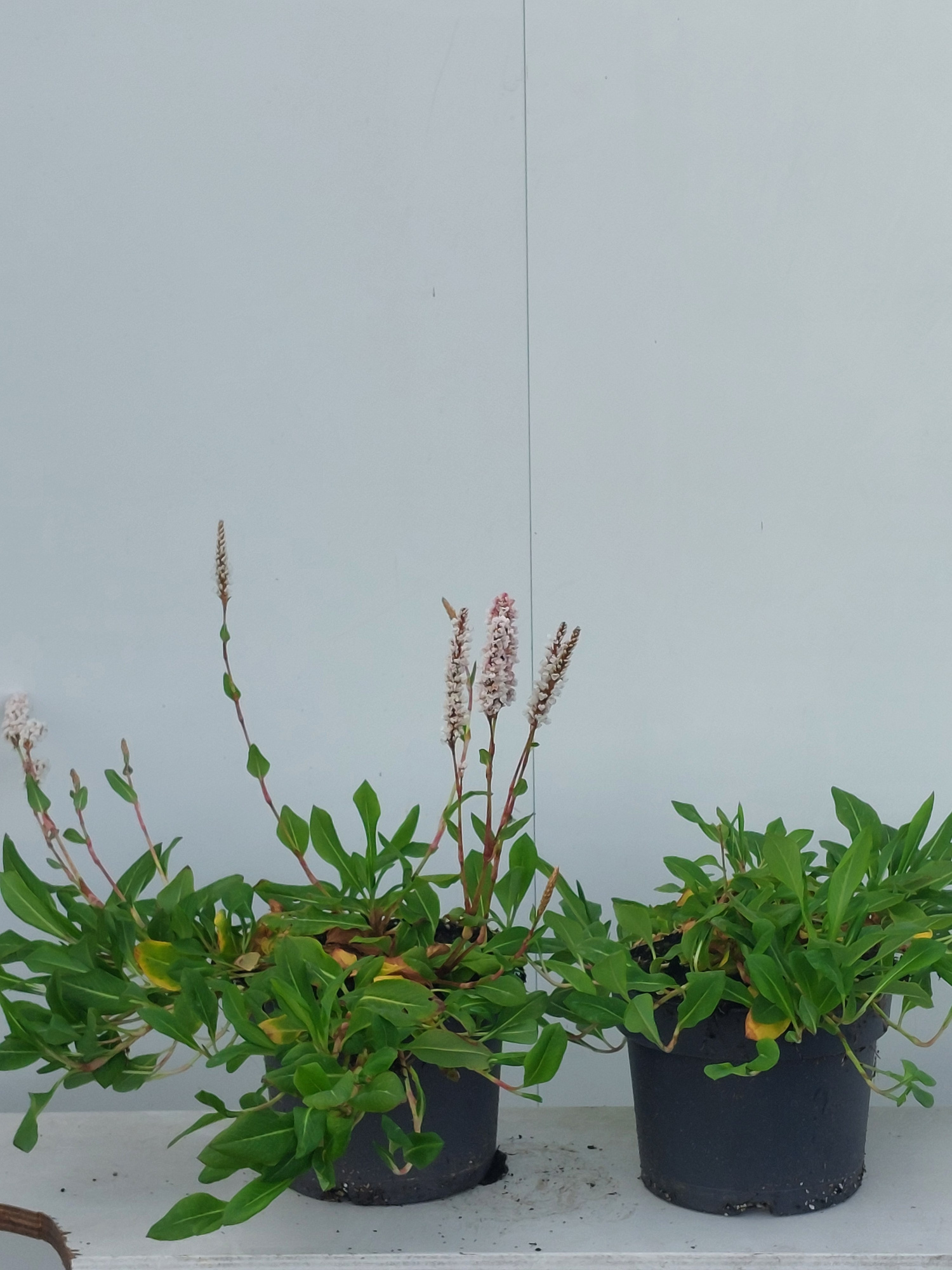 Persicaria aff. Darjeeling Red, D 17 cm