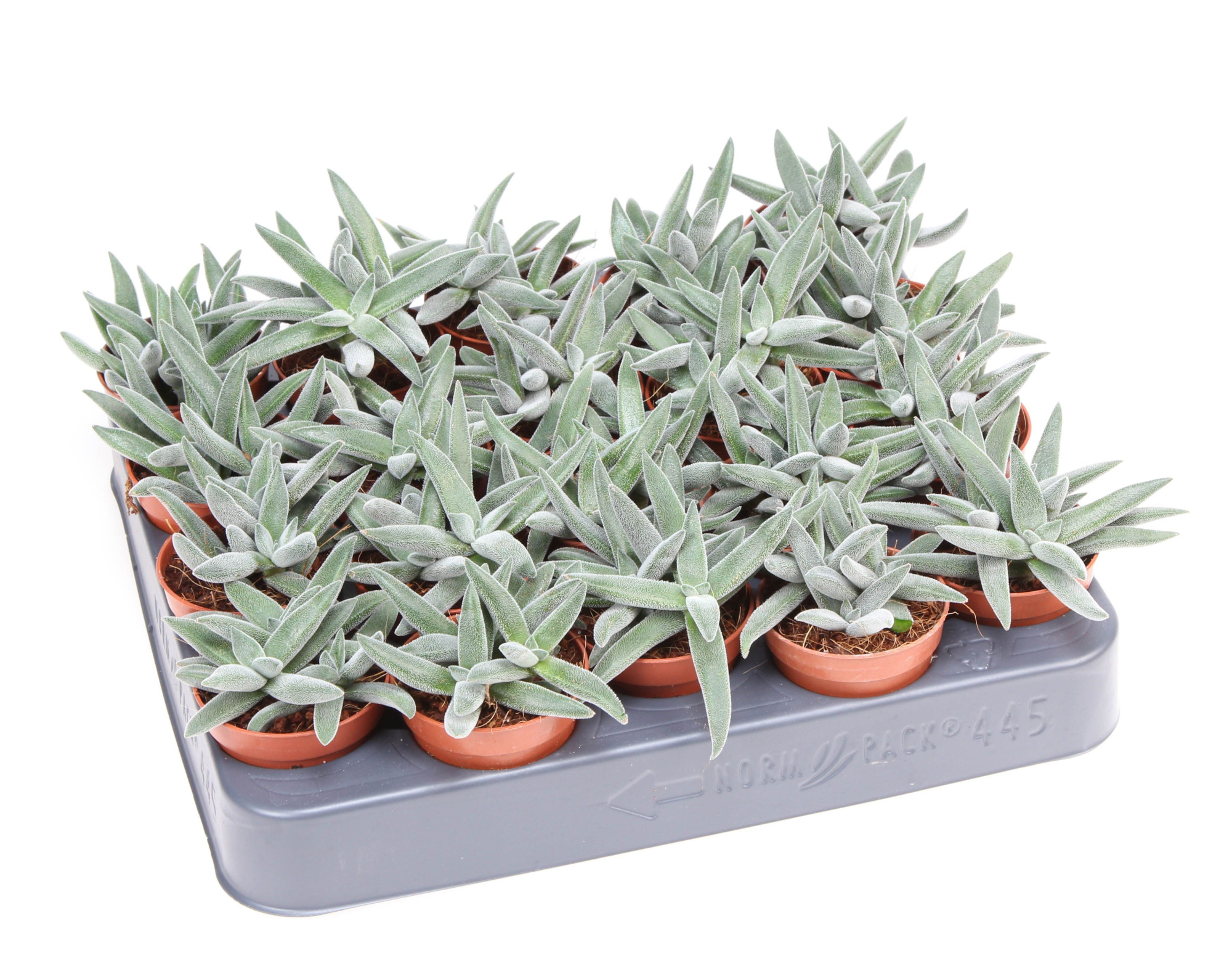 Crassula Silver, D 5,5 cm