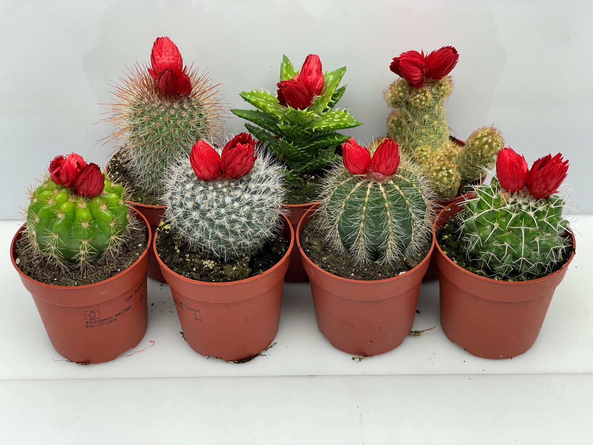 52 Rode bloem Sier 8,5 cm, D 8,5