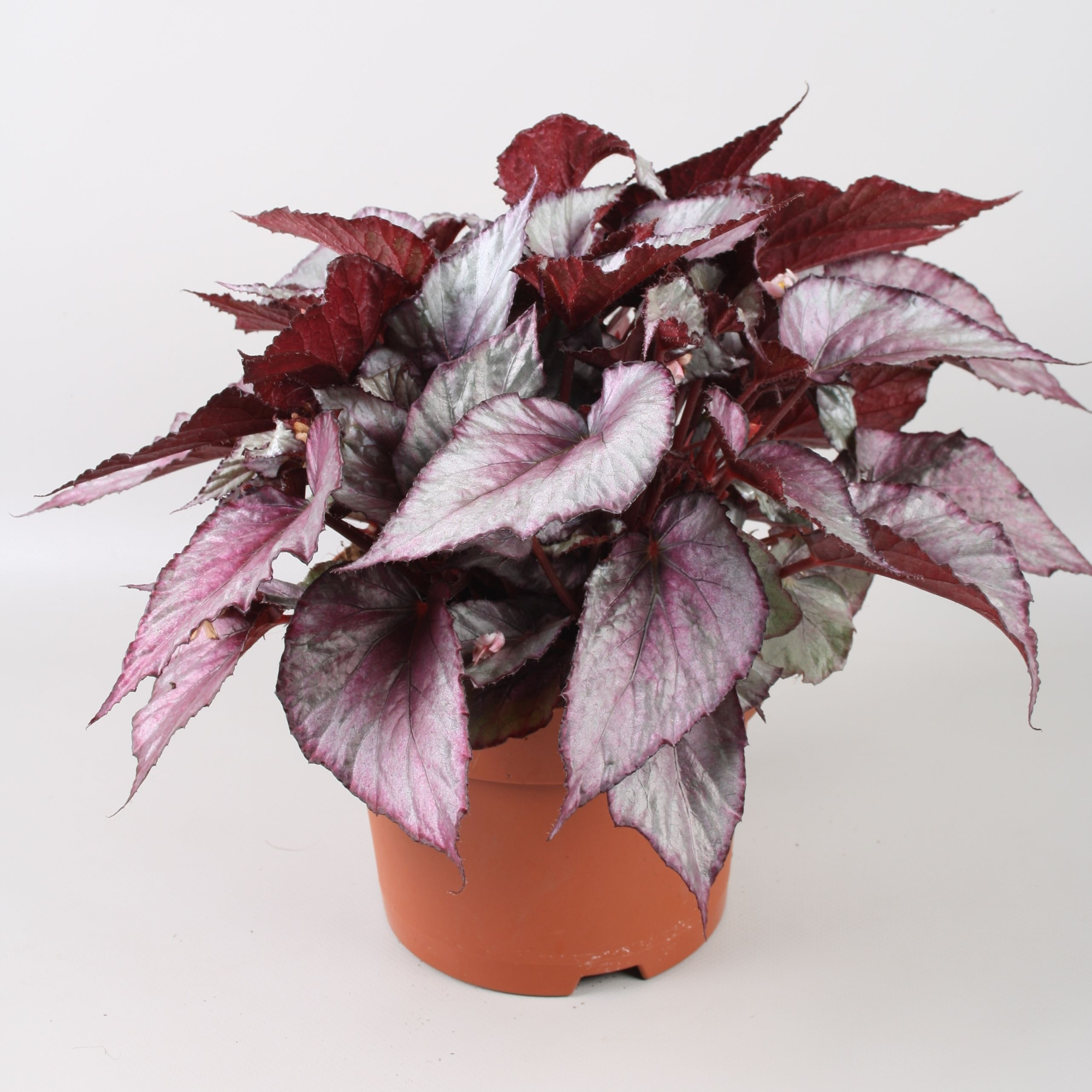 Begonia Beleaf Maori Haze, D 17