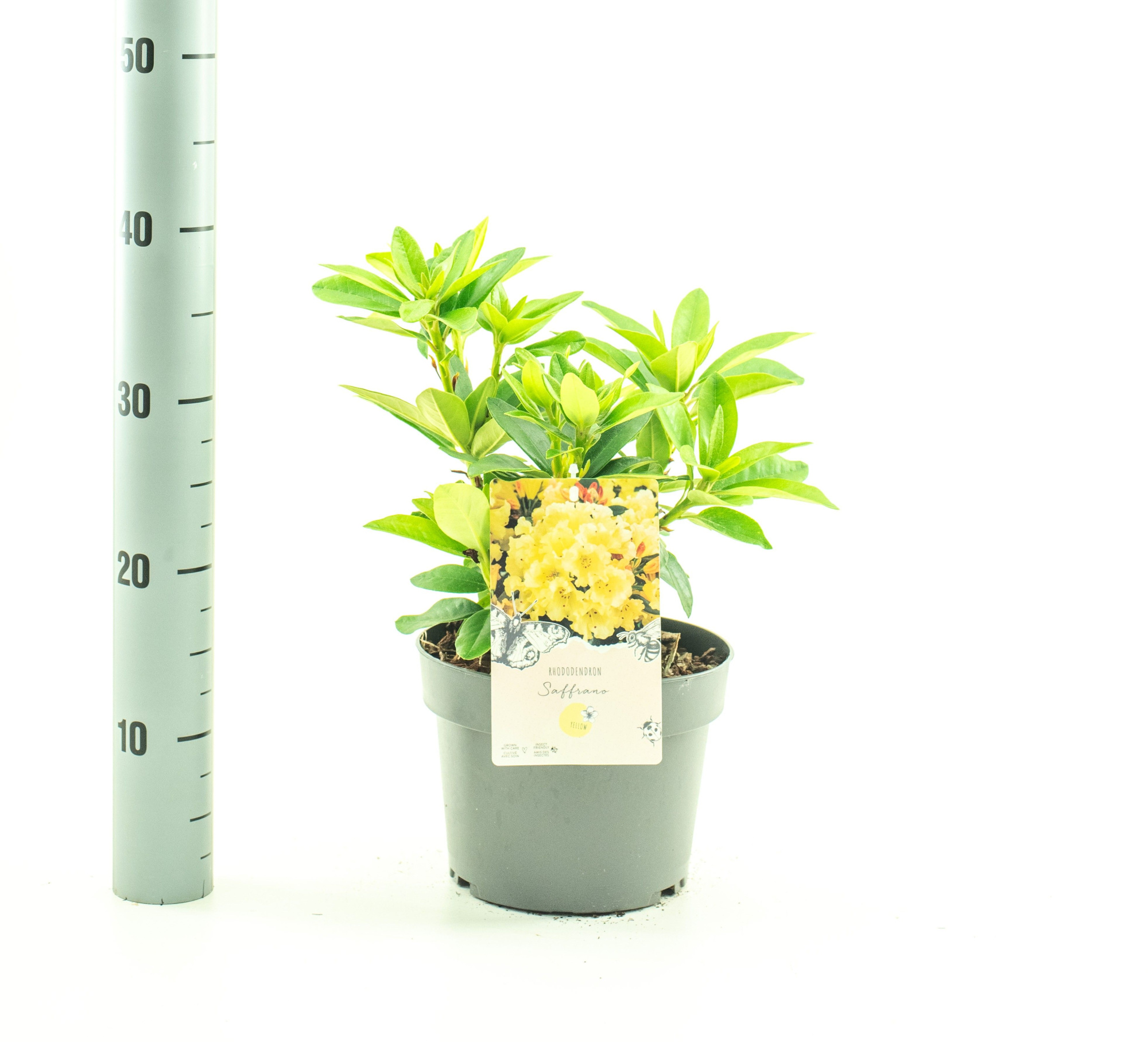 Rhododendron 'Saffrano', D 19