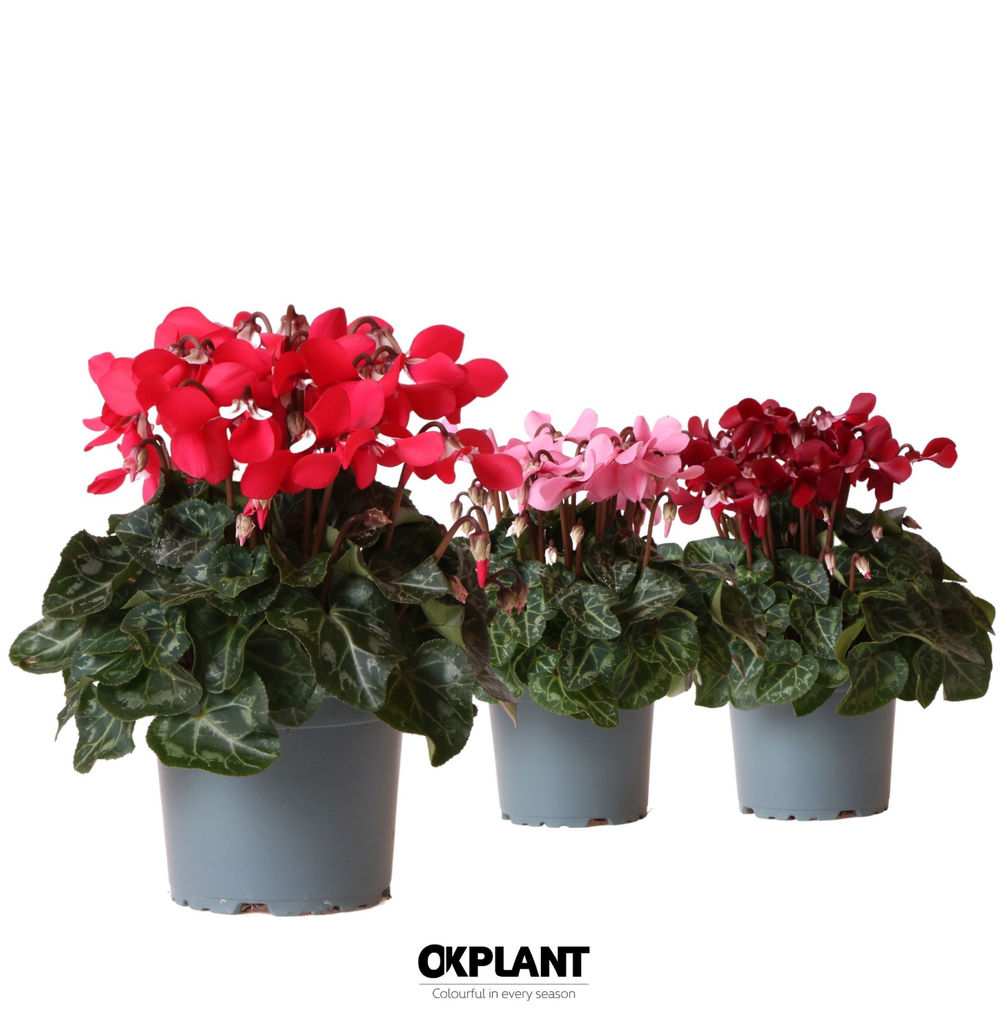 Cyclamen Djix mix, D 12 cm