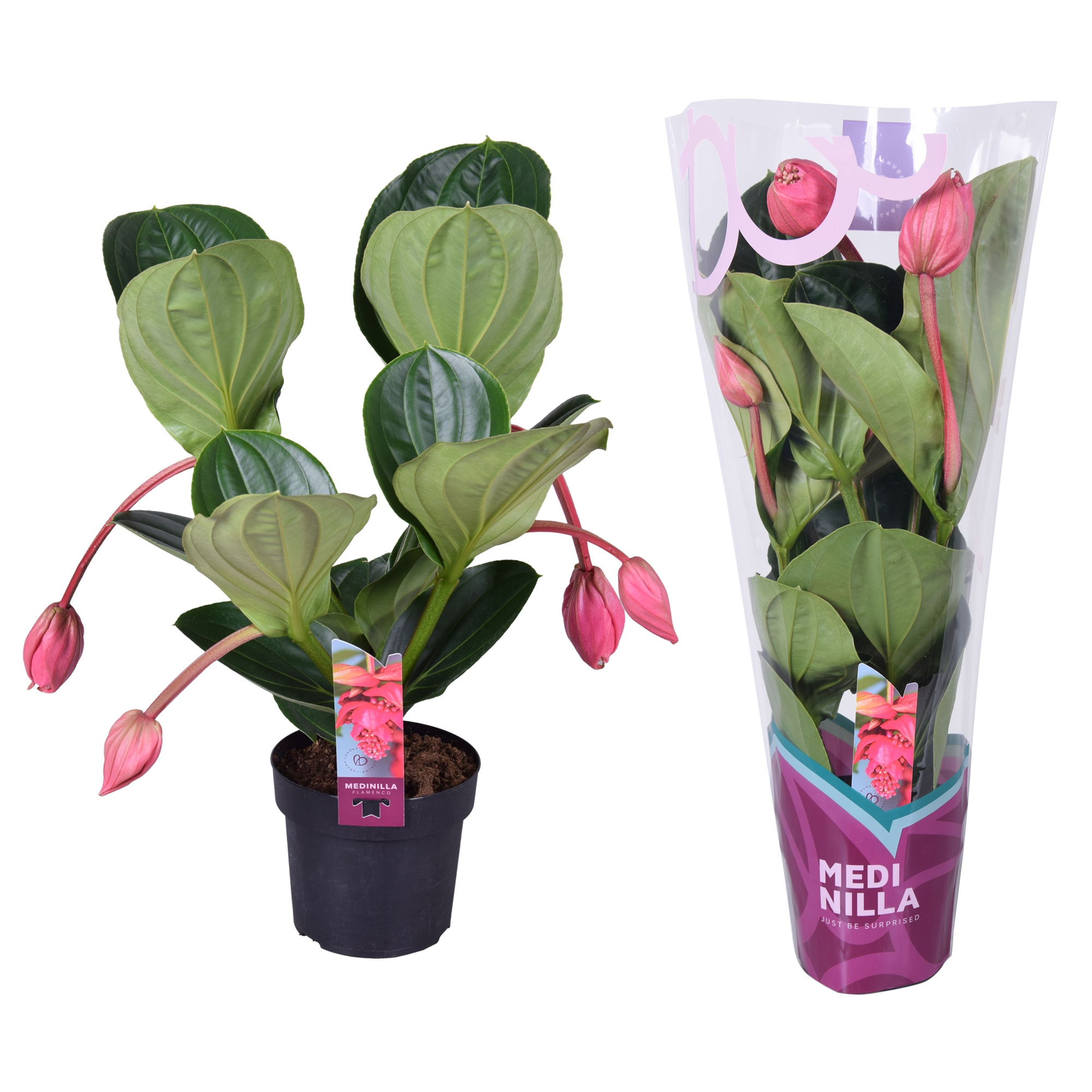 Medinilla Magnifica Flamenco 2 etage 4 knop in exclusieve hoes, D 17