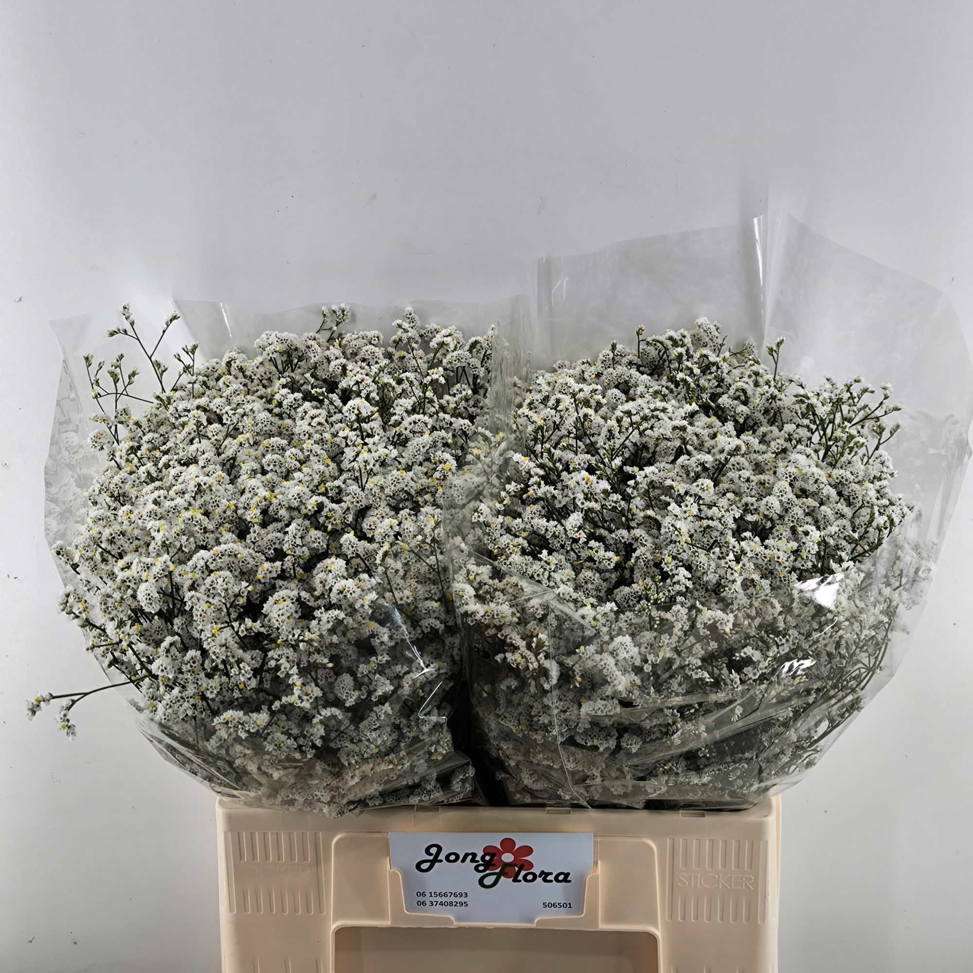 Лимониум Маунтин Даймонд 55, шт.