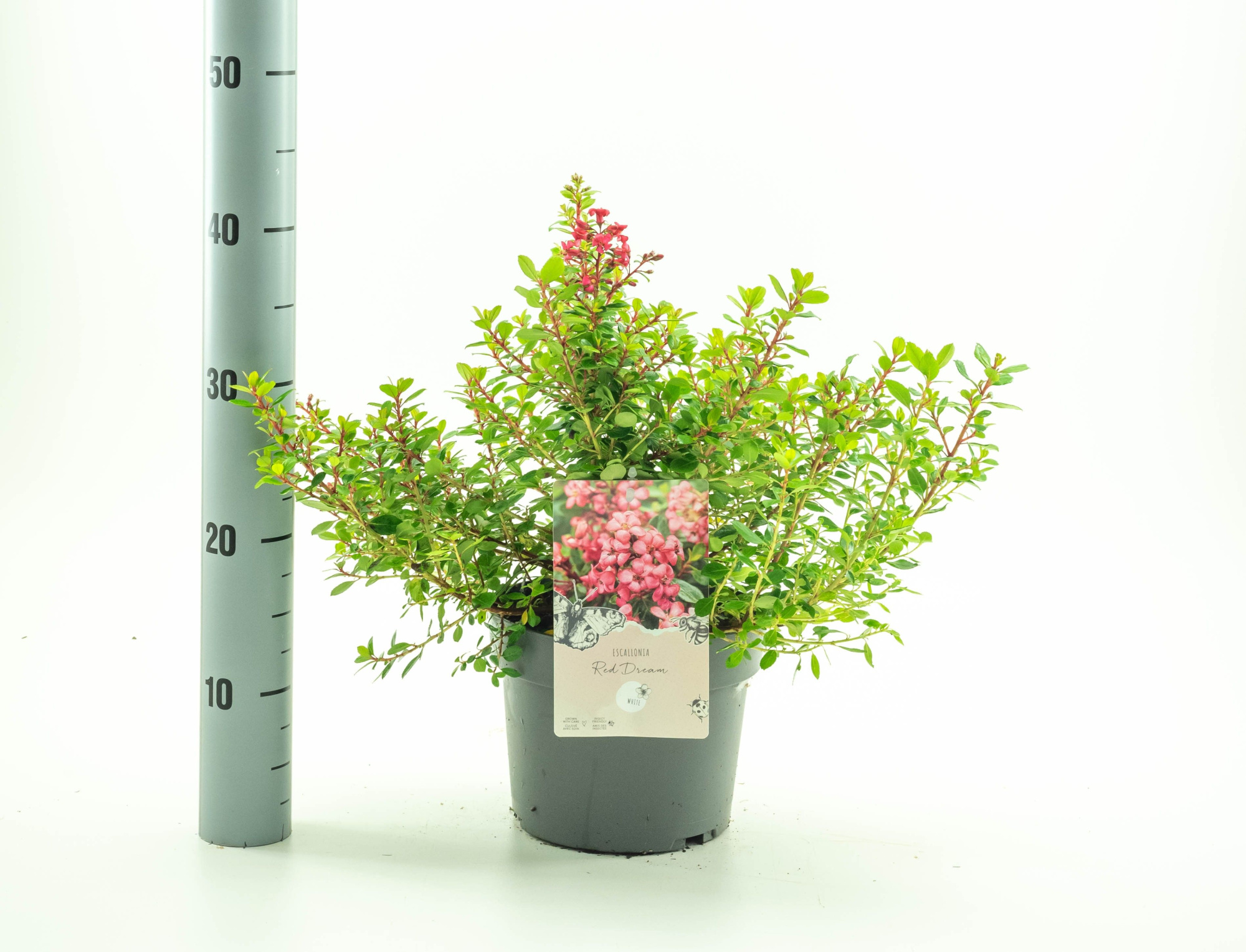 Escallonia 'Red Dream', D 19 cm