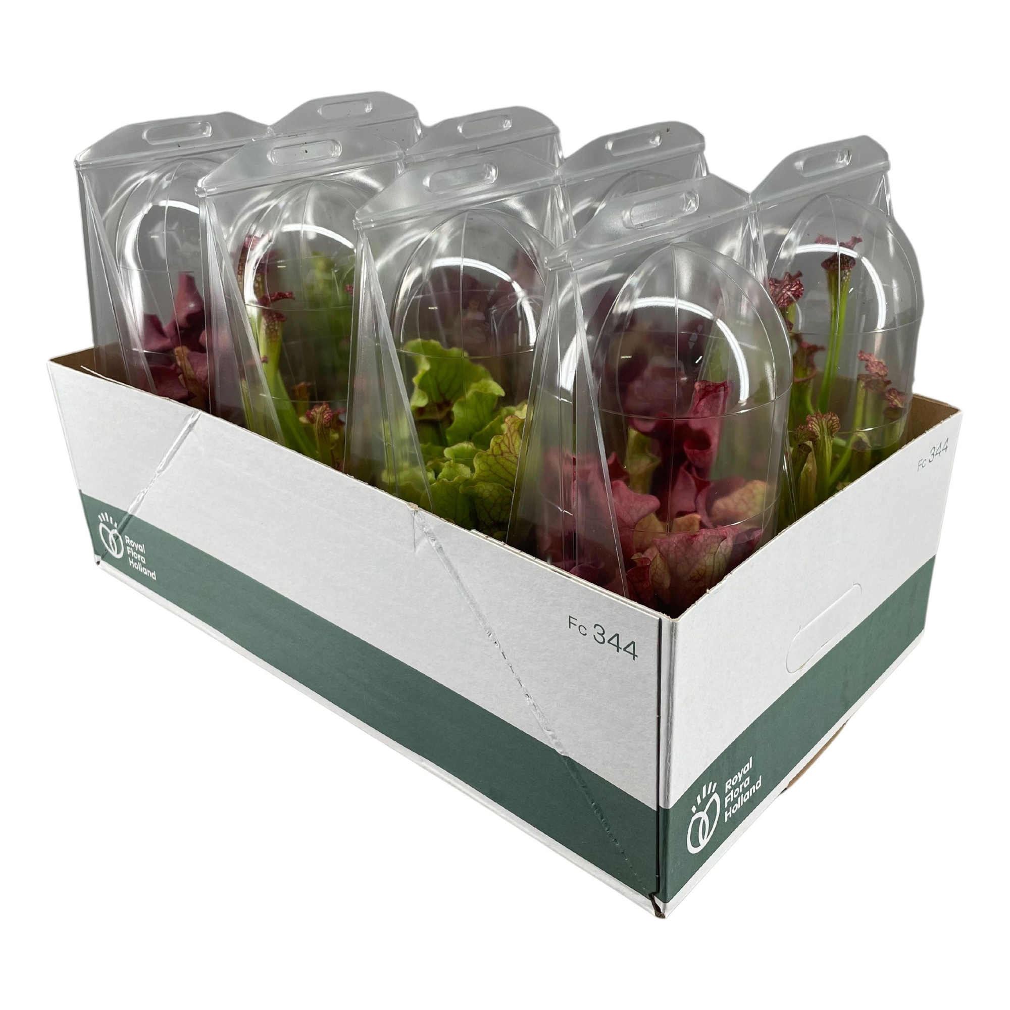 Sarracenia mix 12 cm in blister, D 12 cm