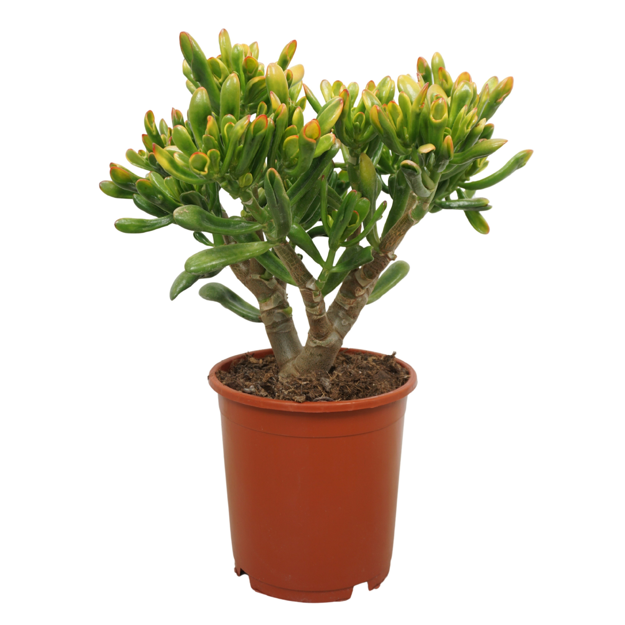 Crassula TRICOLOR horntree 21 cm, D 21