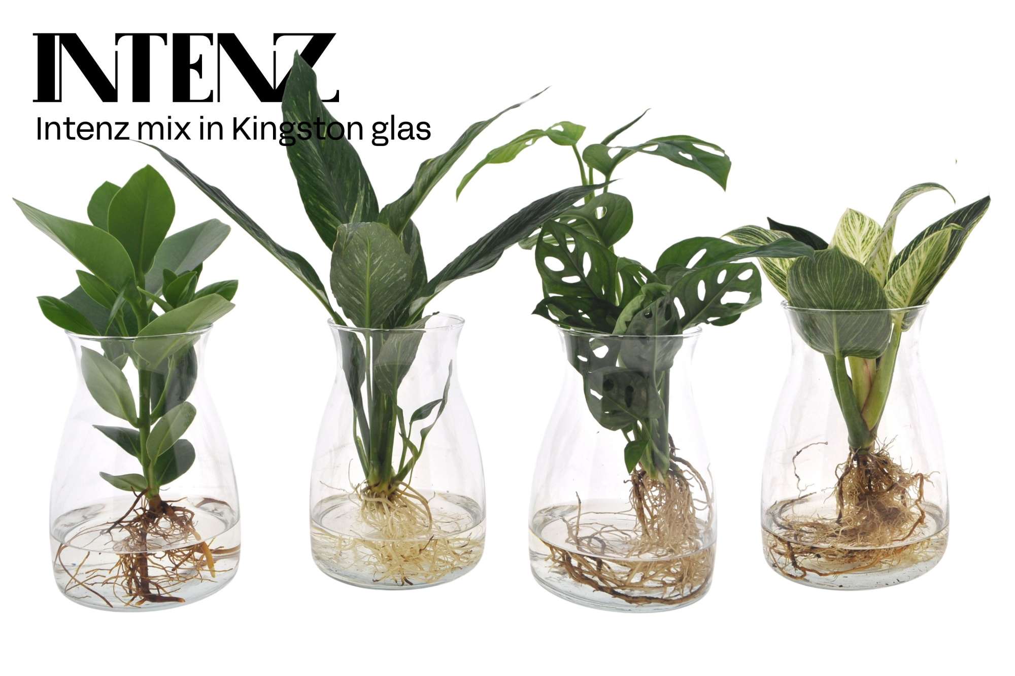 Intenz mix in Kingston glas - levertijd: 24 uur, D 12 cm