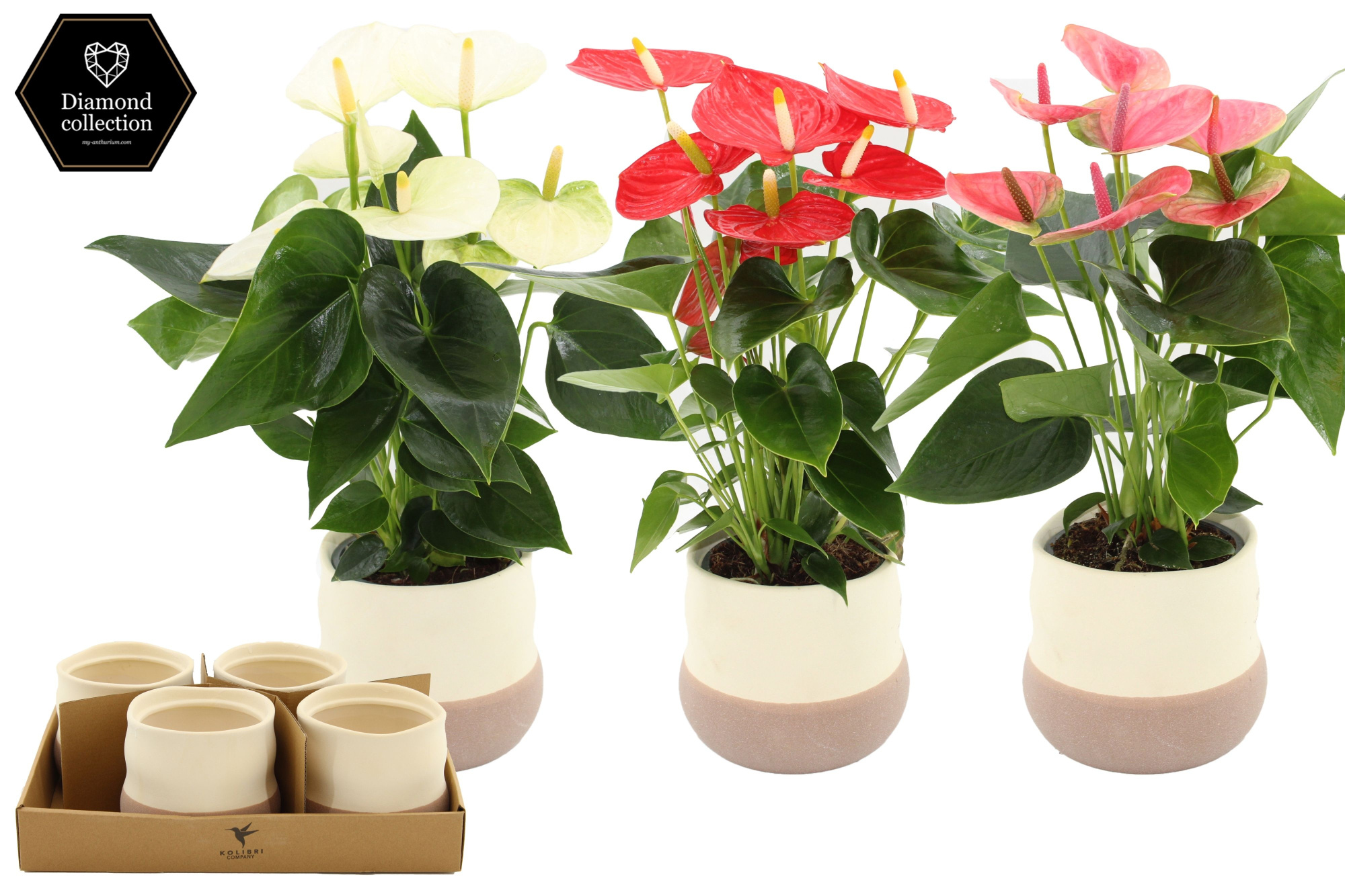 Anthurium 12 cm 3 color mix in Imperfect Bag ceramics, D 12 cm