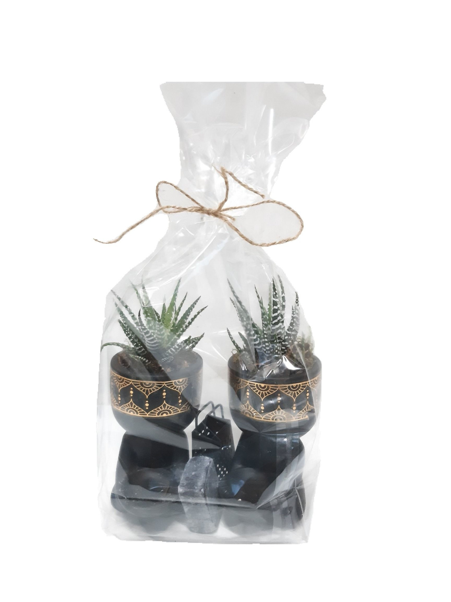 BZGP10MIX8 Buddha Zwart duo giftpack Haworthia + Aromacube, D 16 cm