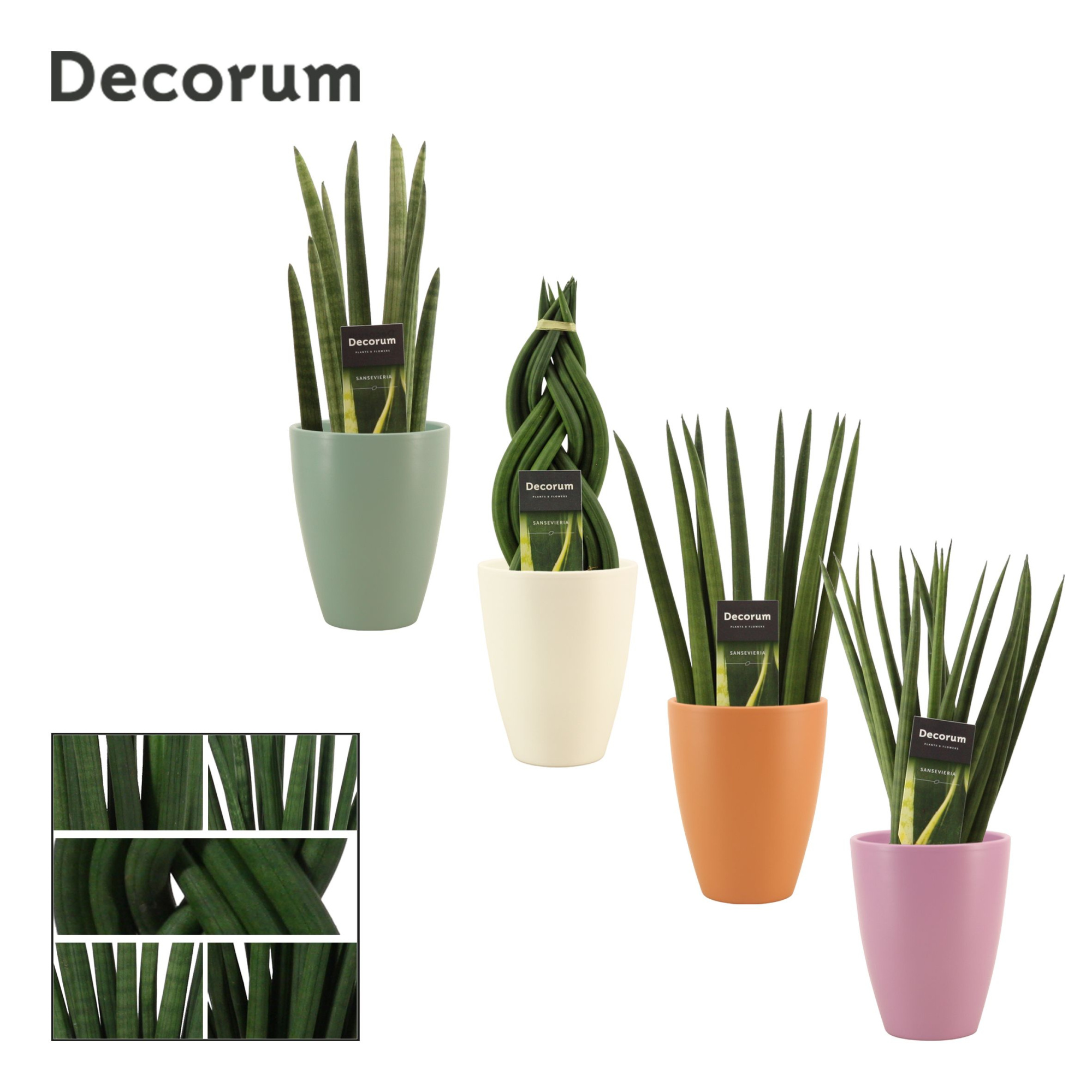 Sansevieria cylindrica 12 cm mix in Carly (Craft world-collectio, D 12 cm