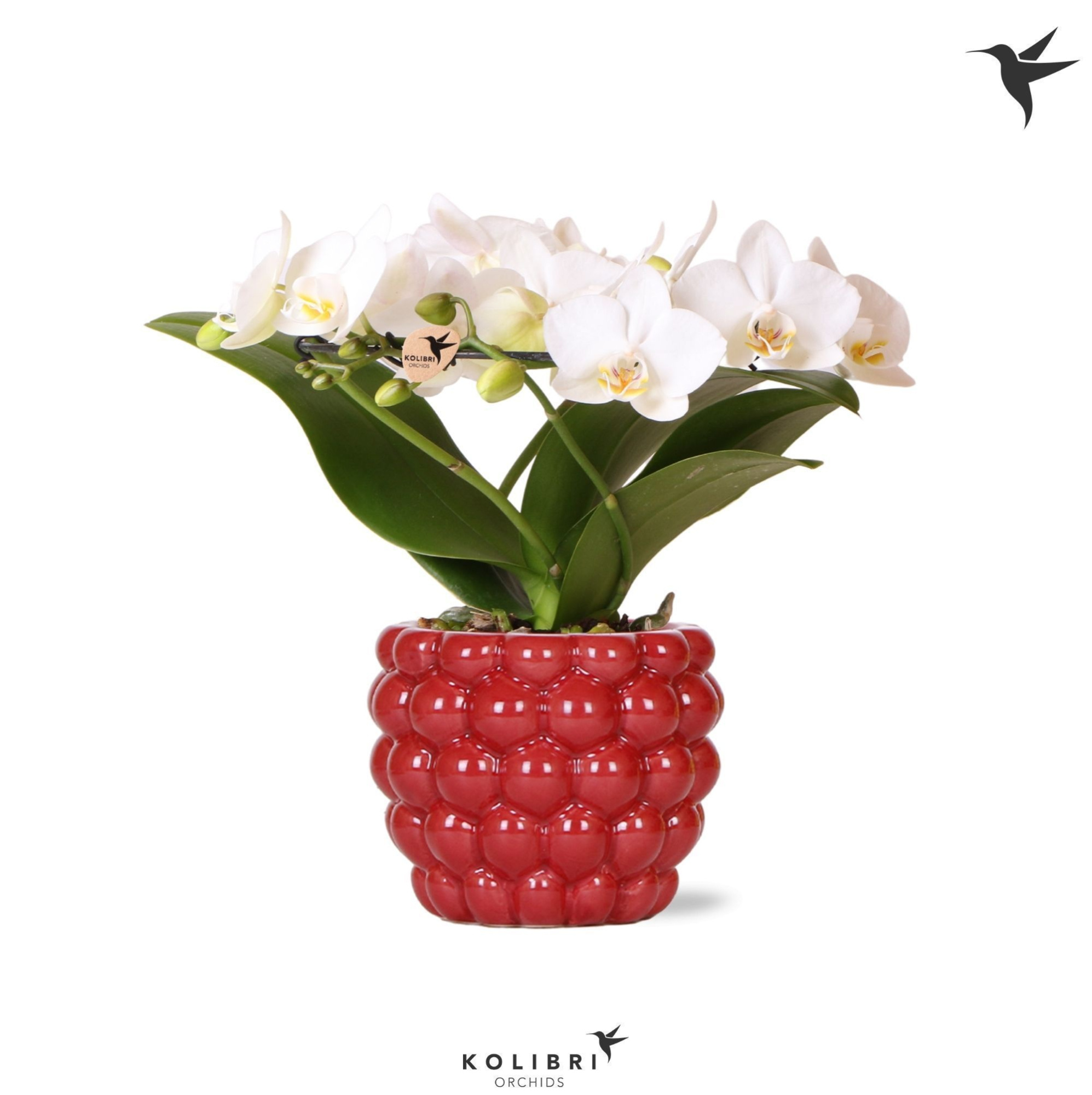 Kolibri Orchids Phalaenopsis Halo white in Berry pot, D 9 cm