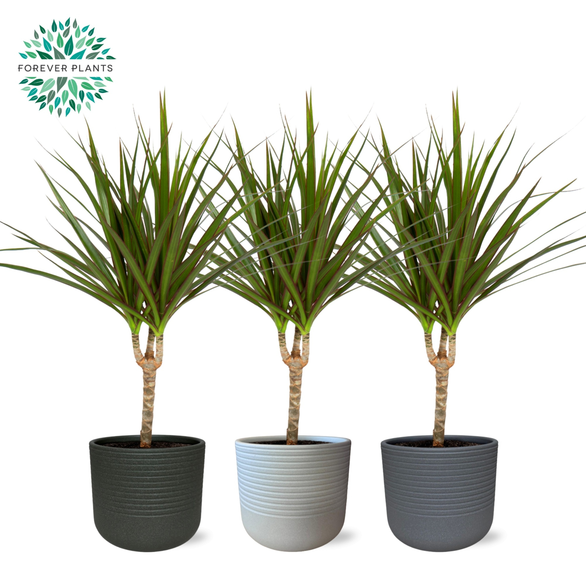 Dracaena Marginata p14 in VIVIAN Keramiek, D 14