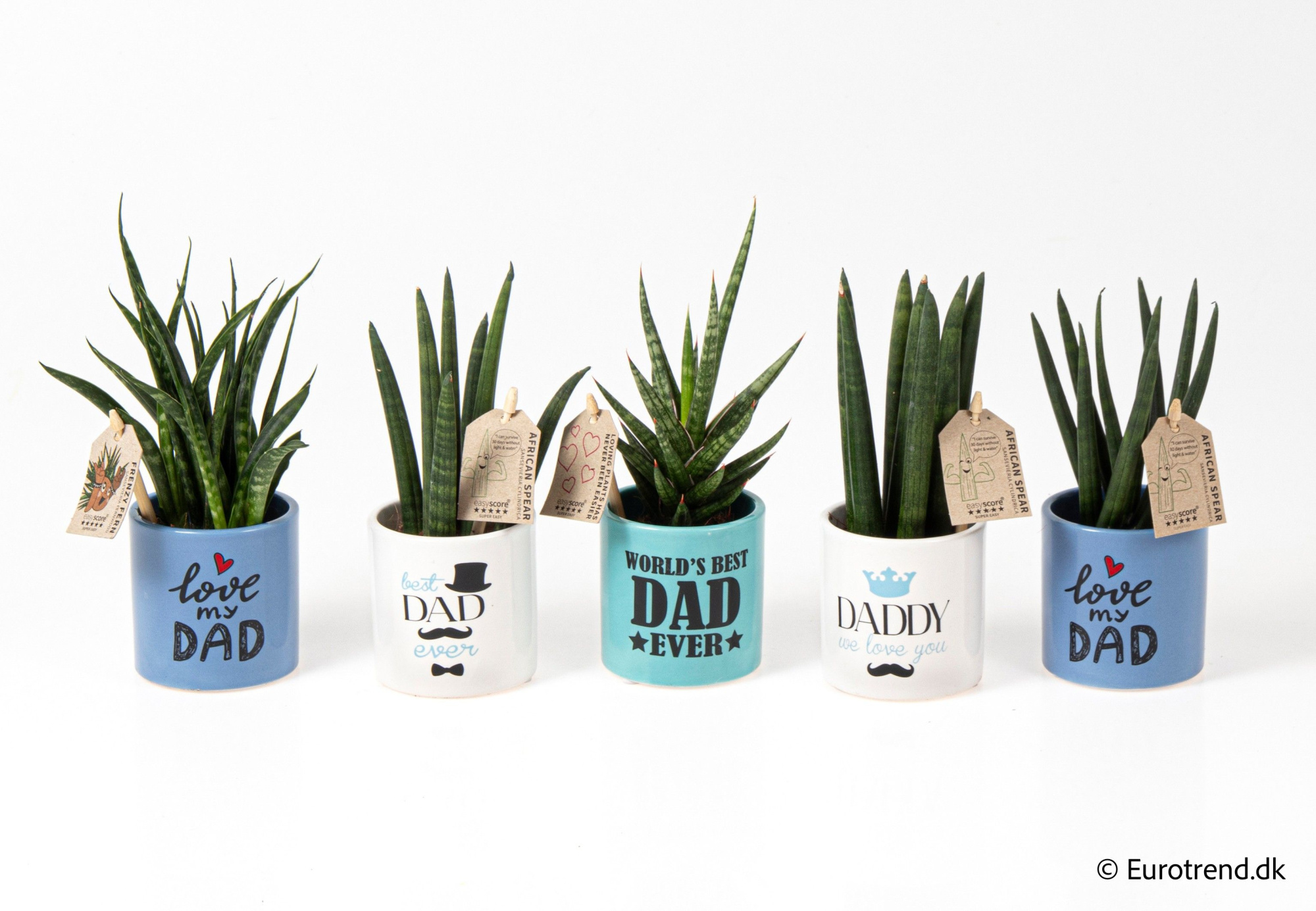 Sansevieria mix in ceramic - Spring, Summer &Autumn 2025, D 6 cm