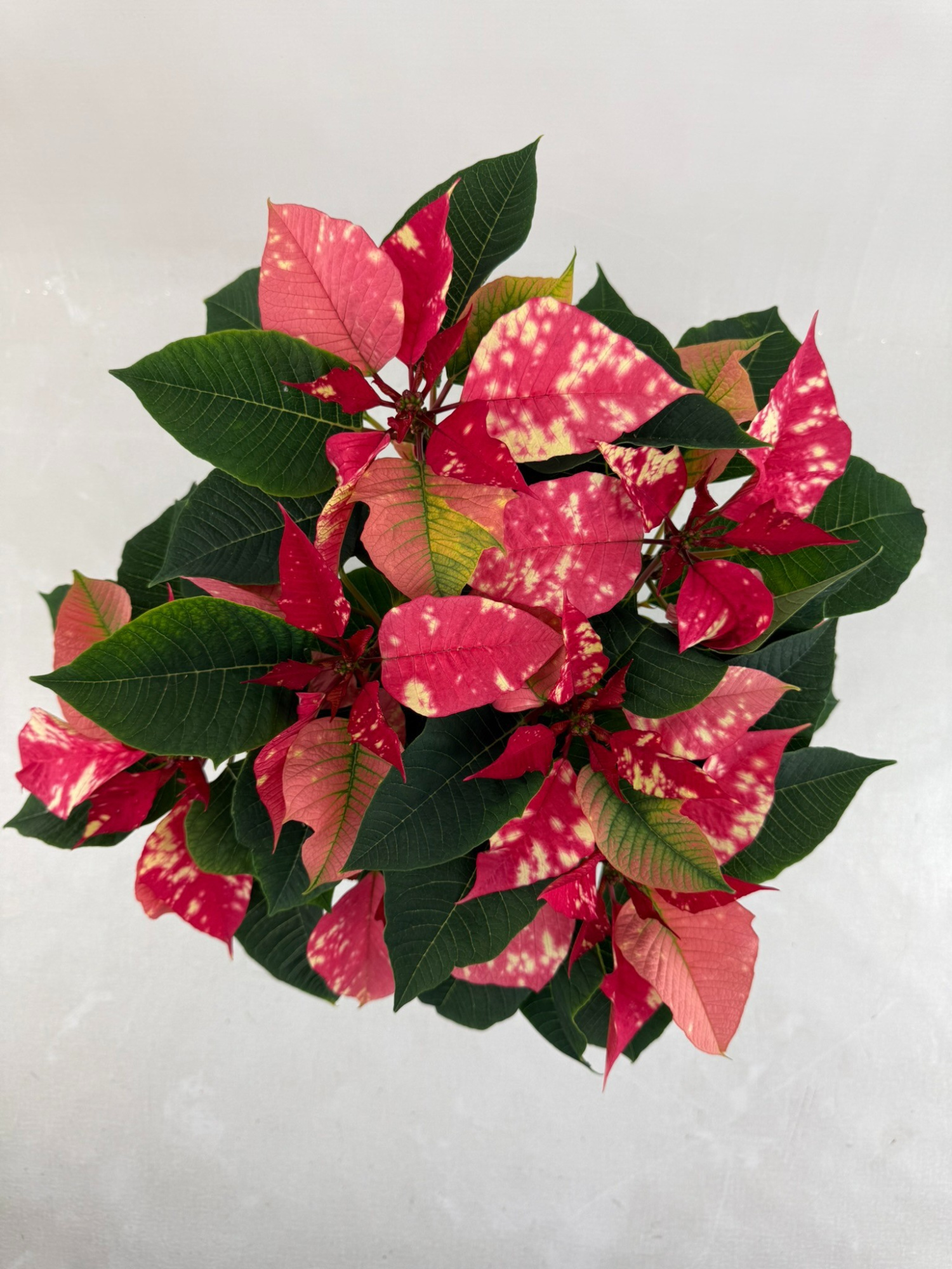 Fantasy star pink pot 13, D 13 cm