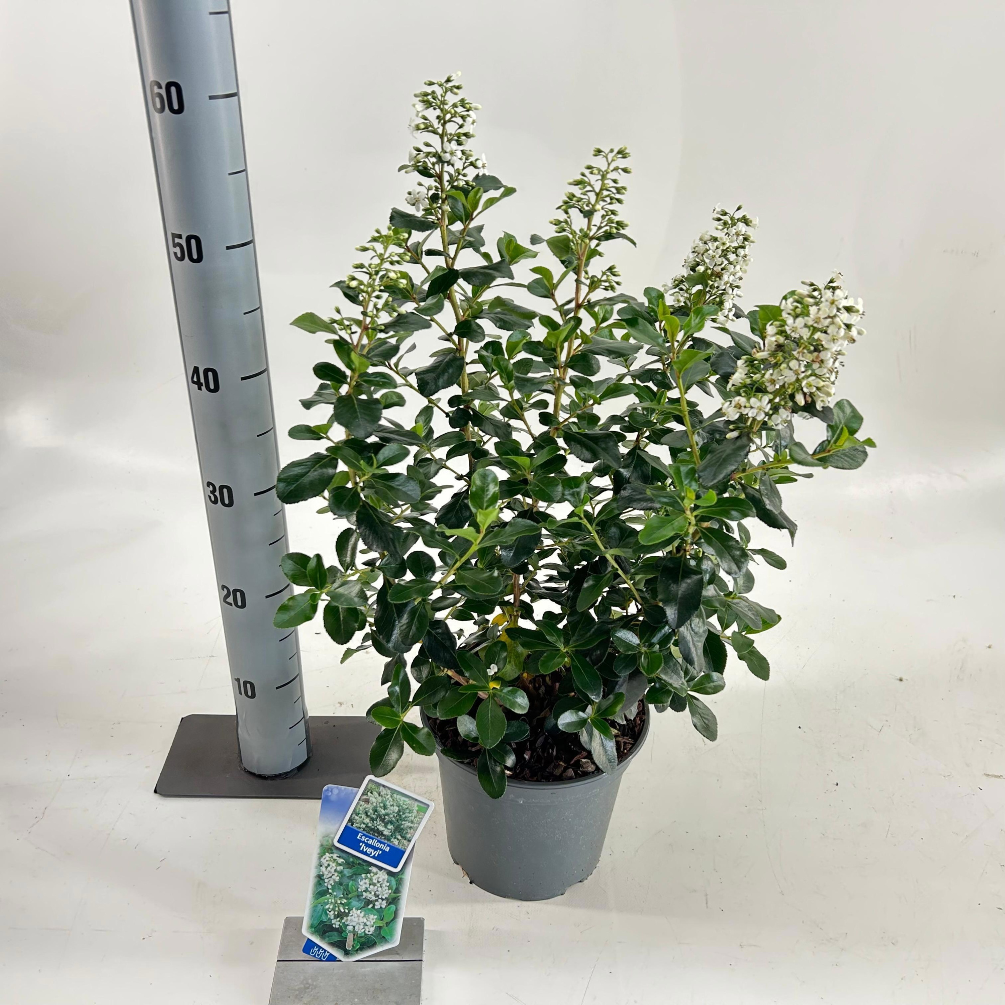 Escallonia 'Iveyi', D 19