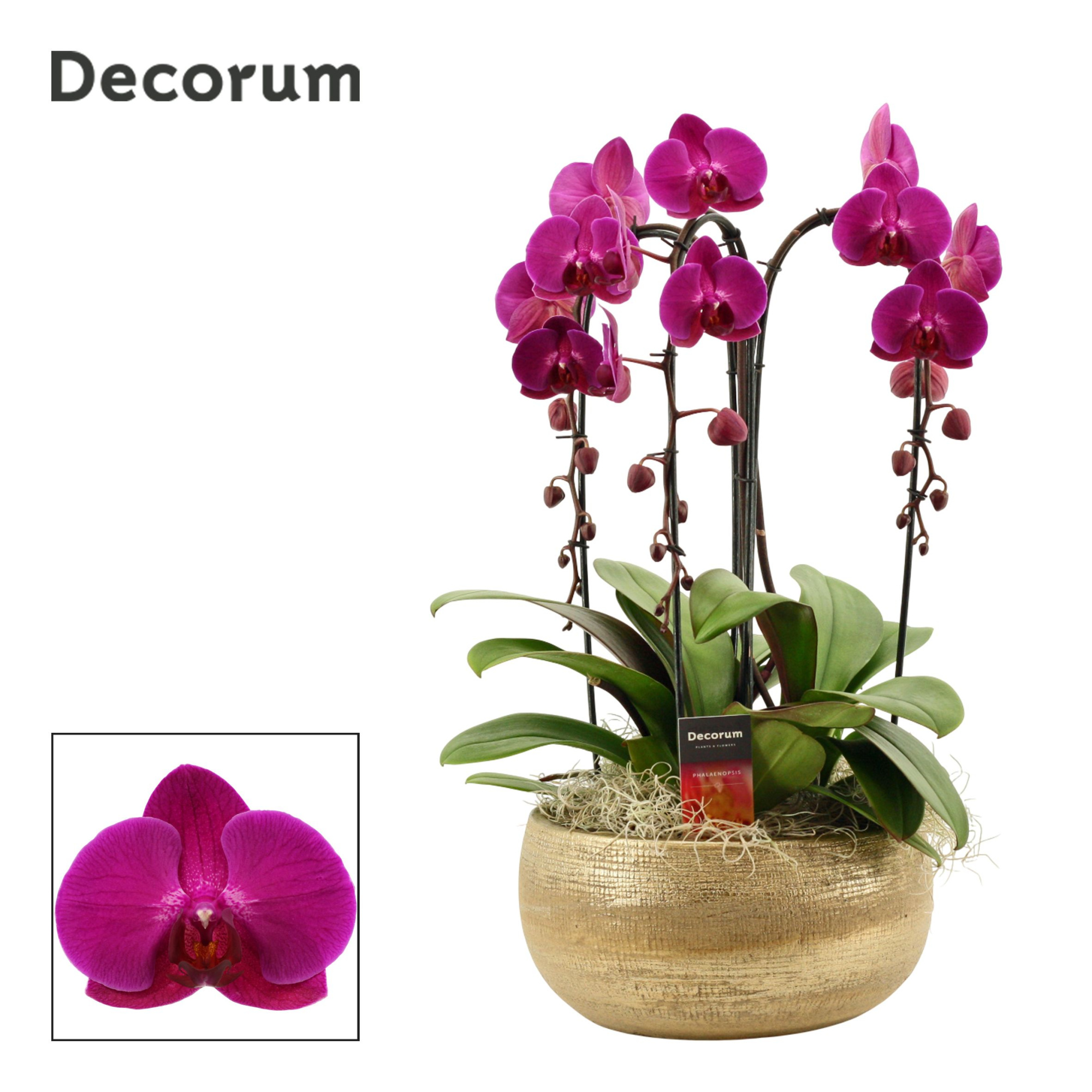Aurelie cascade 3 tak symphony purple (Deco-collection), D 27 cm