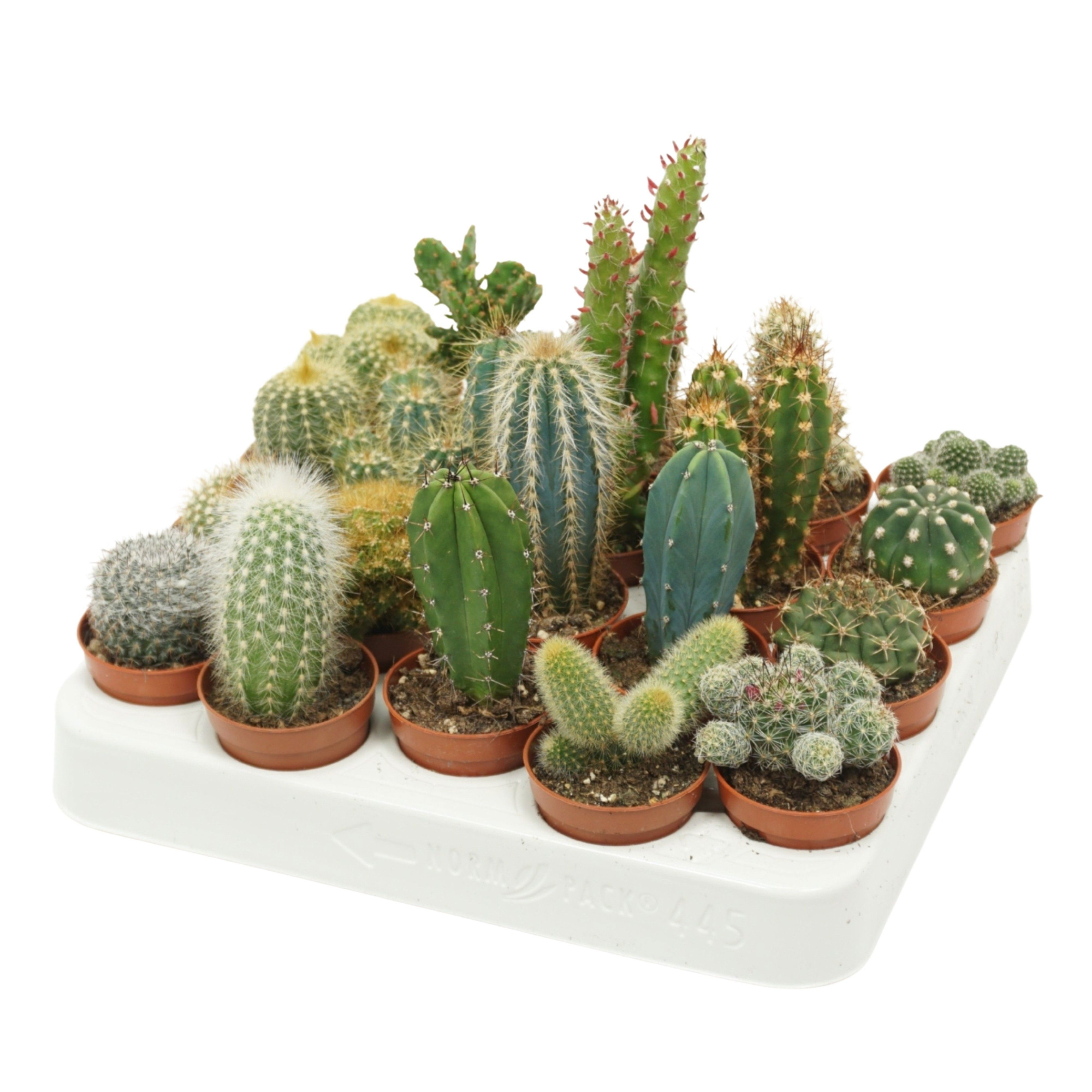 Volle kar cactus mix 5,5 cm, D 5,5
