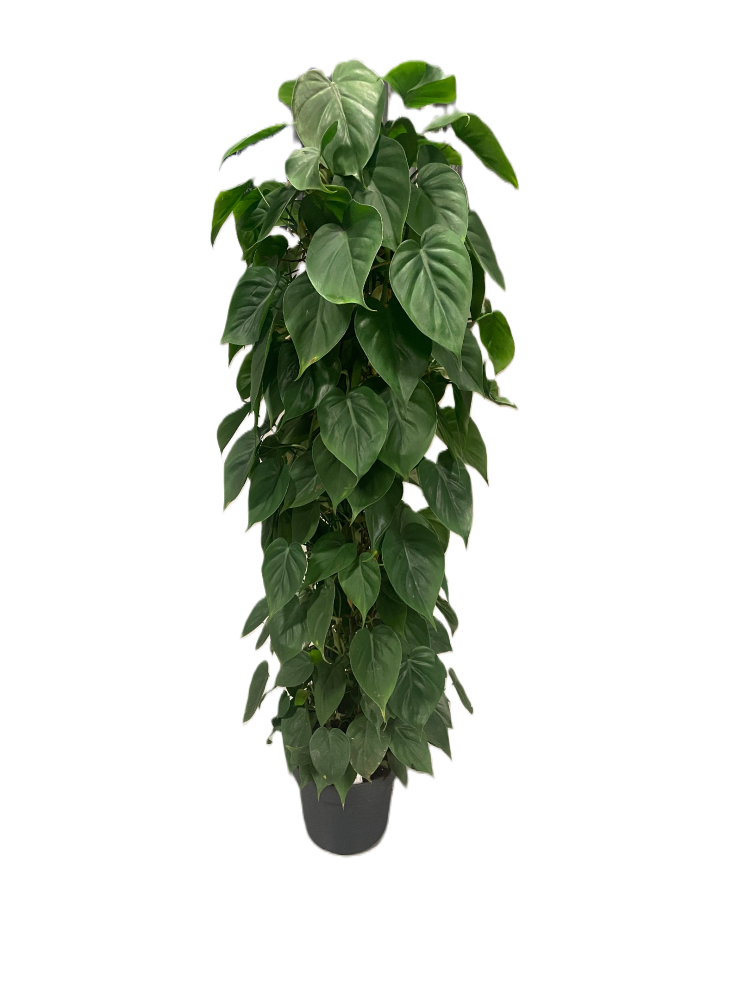 Philodendron scandens p24 draadzuil 120cm, D 24 cm