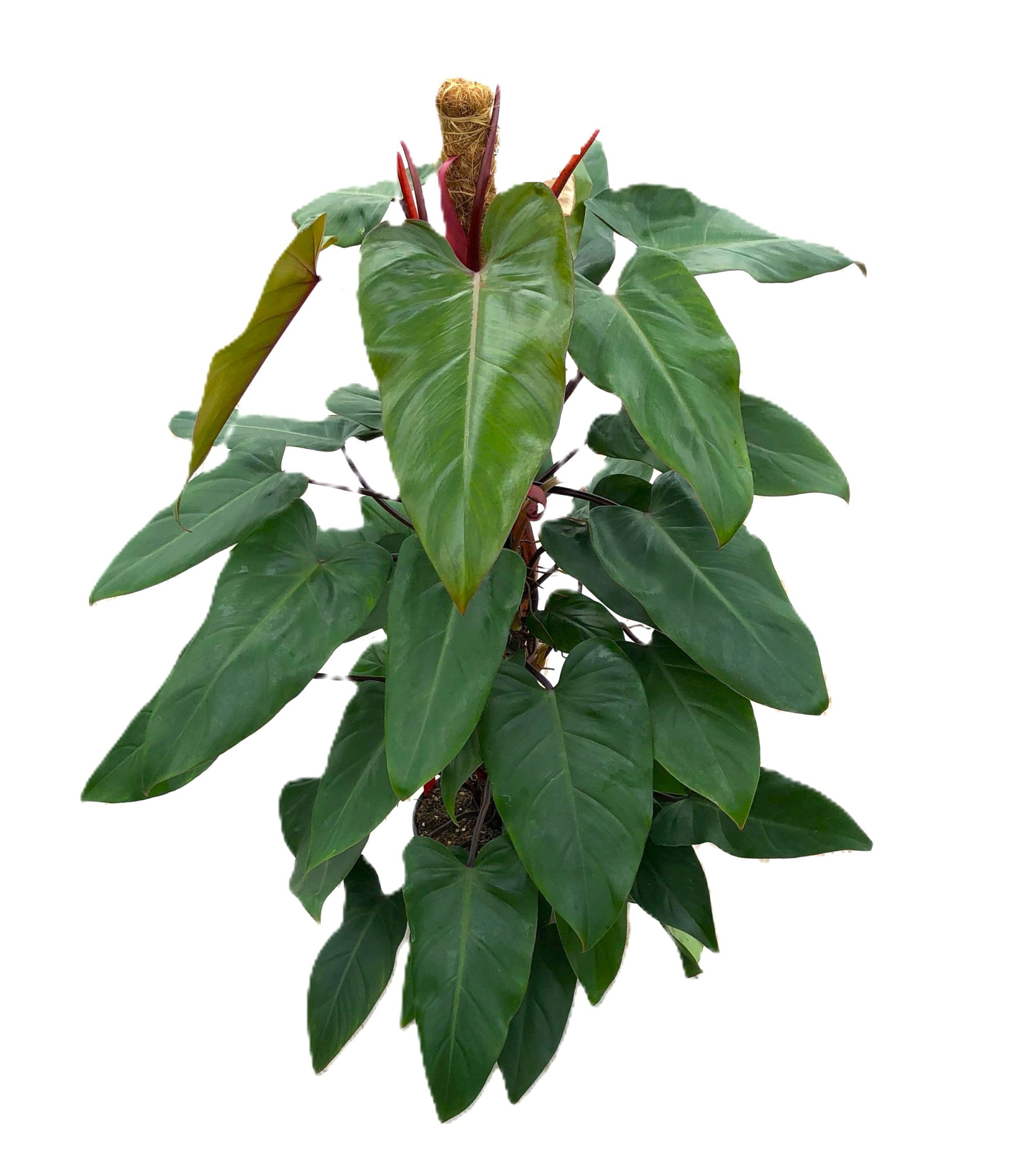 Philodendron "Red Emerald" p21 mosstok 100cm, D 21