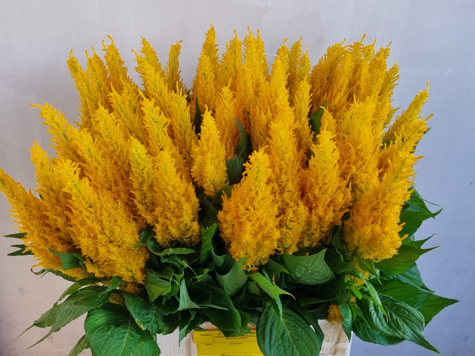 Целозия Плюмоза Сентури Еллоу 60, шт.