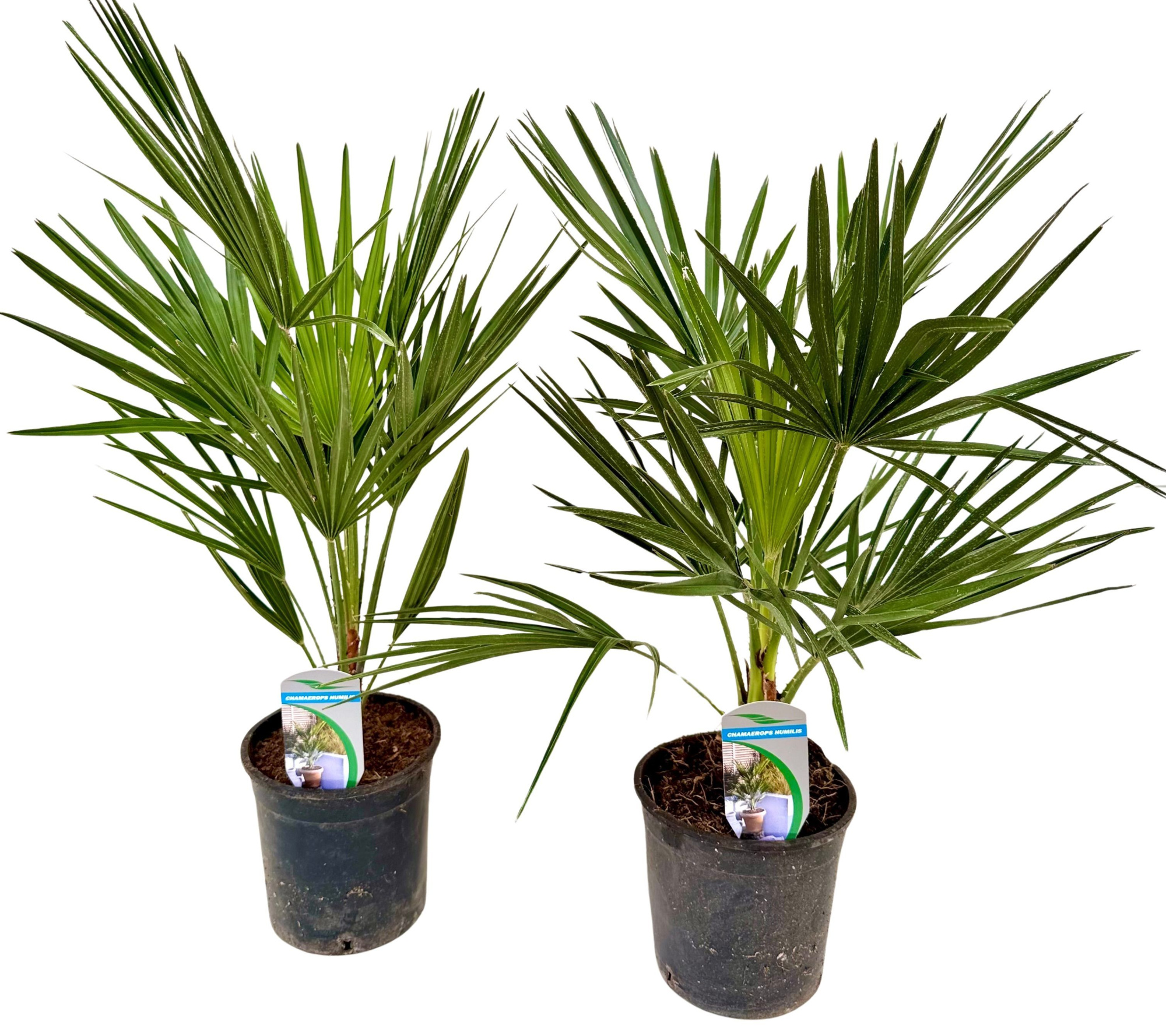 Chamaerops humilis P14, D 14 cm
