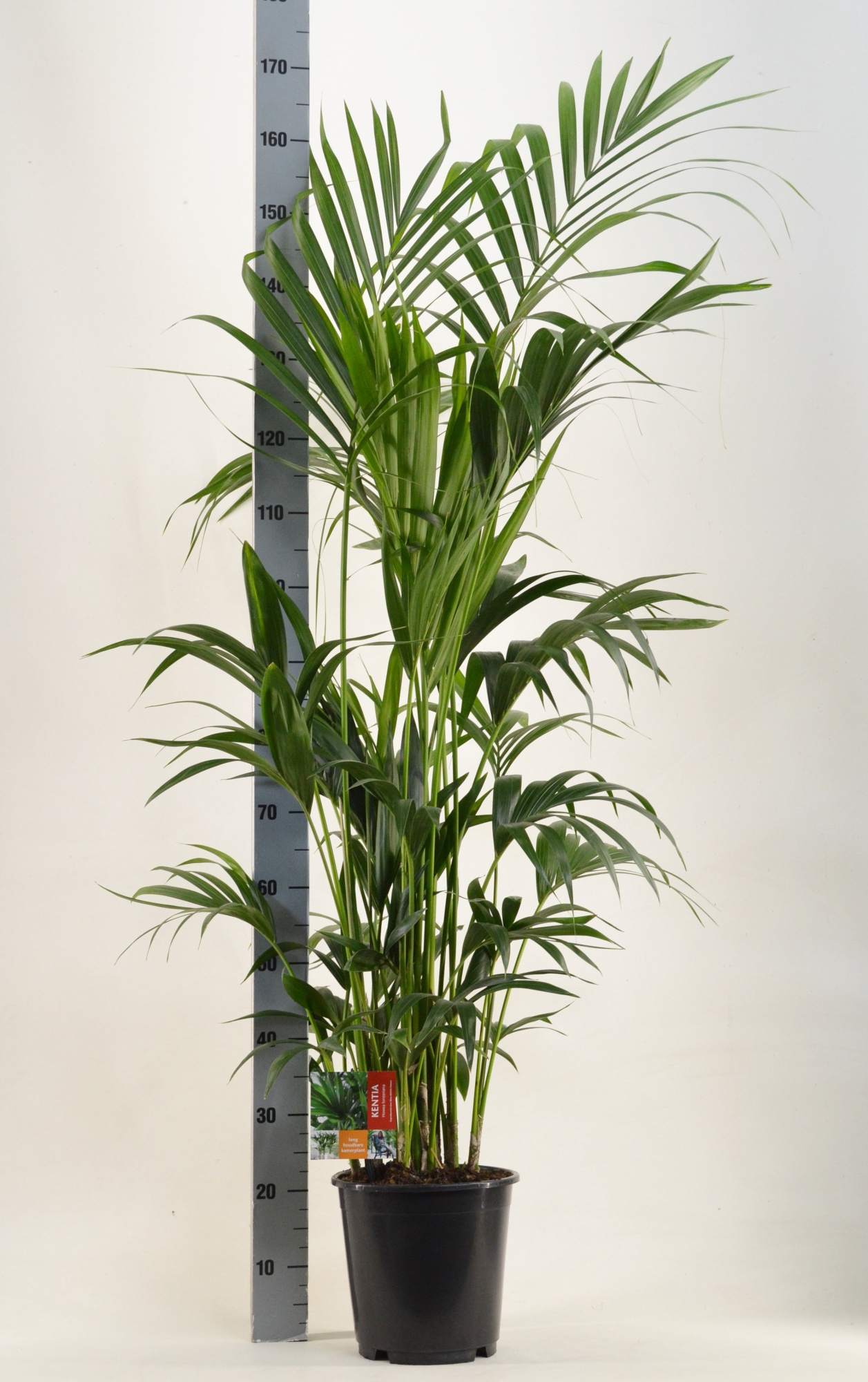 KENTIA - P24 H170 - 8PP (Howea forsteriana), D 24