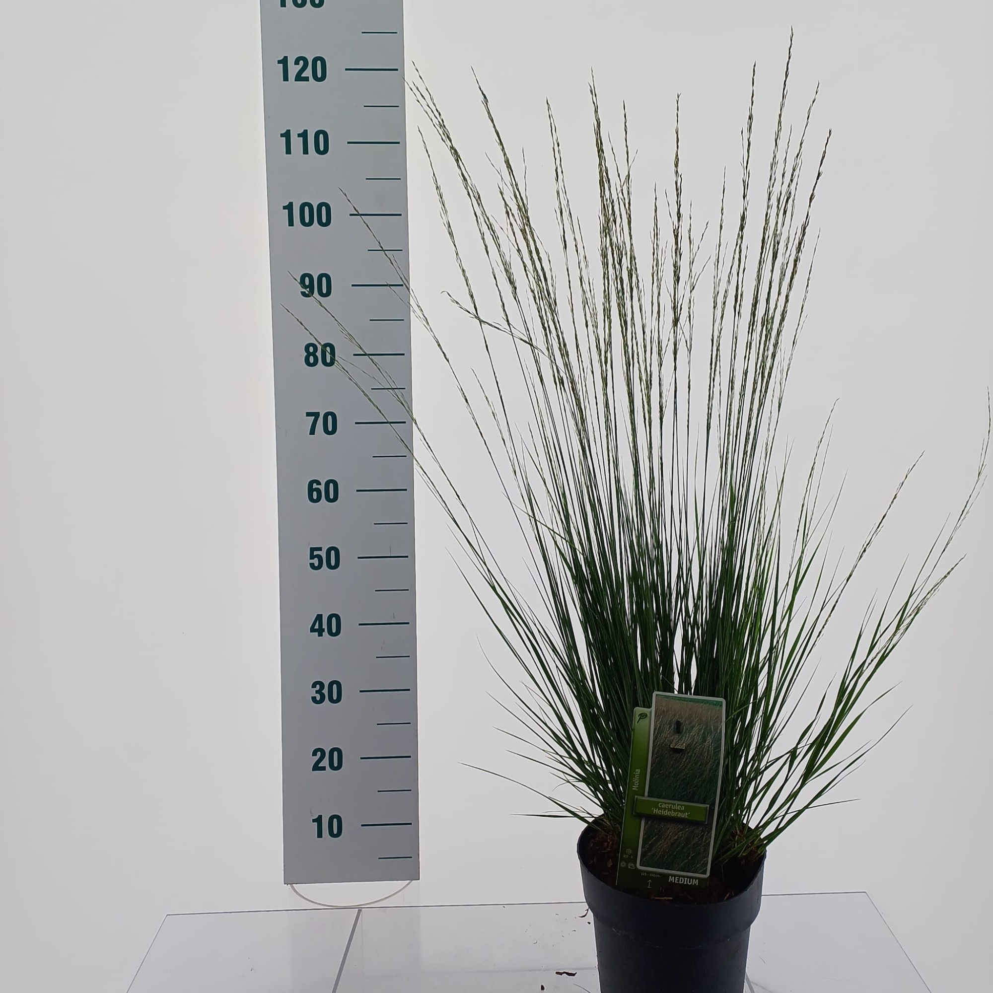 Molinia caerulea 'Heidebraut', D 23 cm