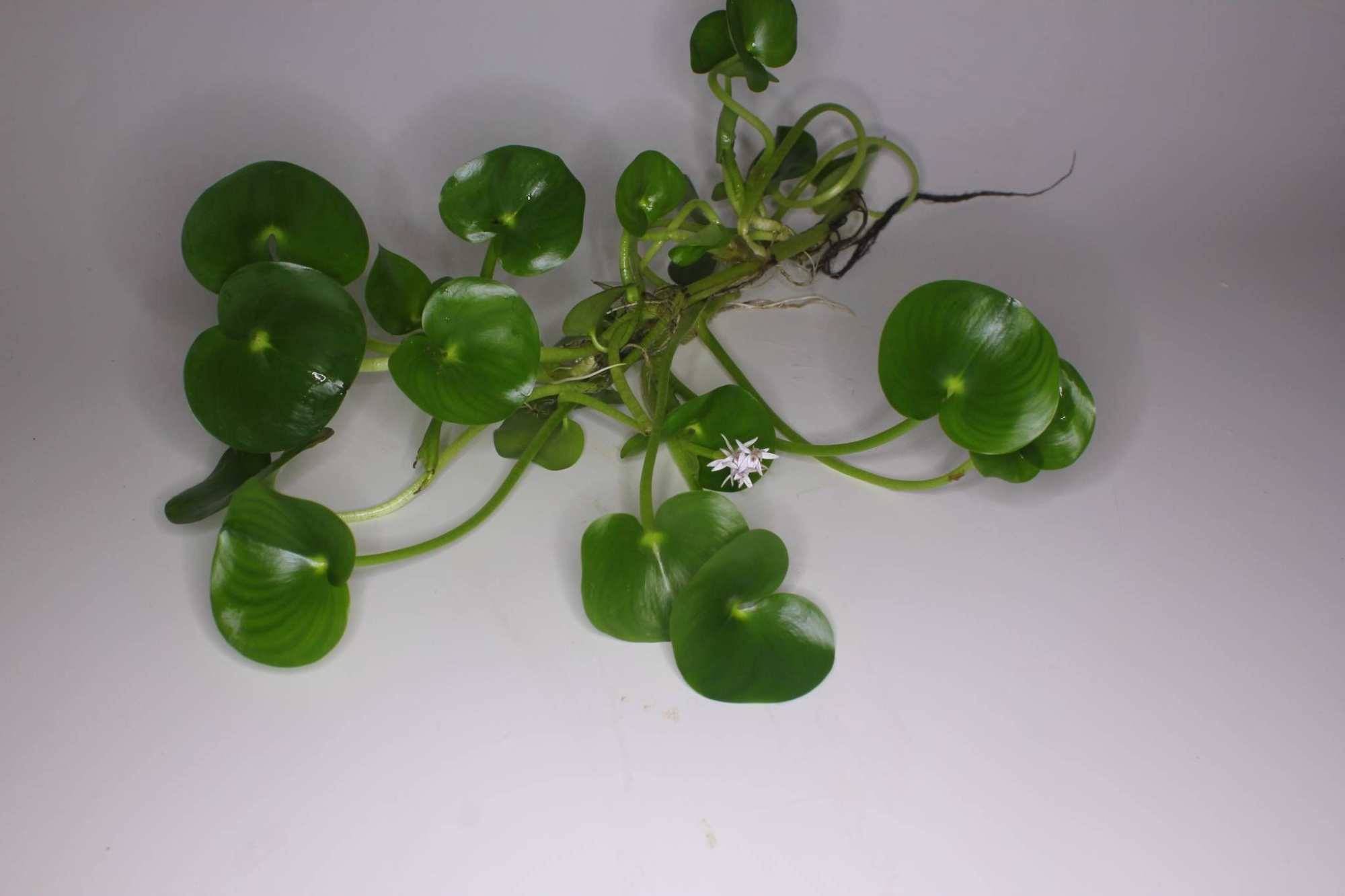 212 - heternanthera, D 9 cm