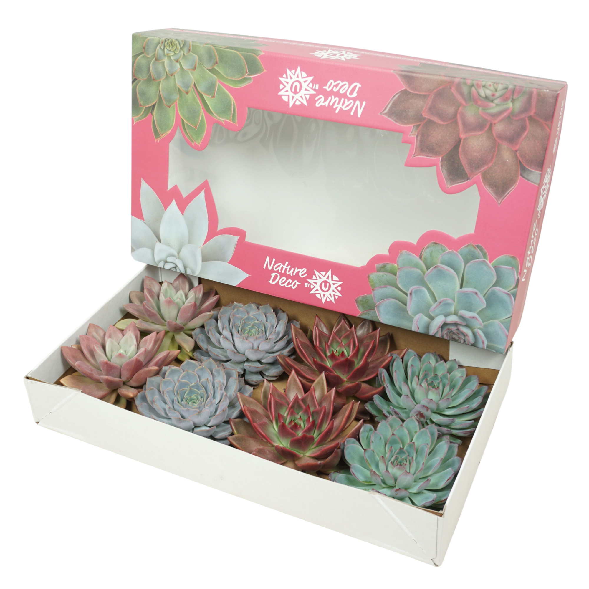 Gesneden Echeveria mix 13-14 cm Nature deco, D 13 cm